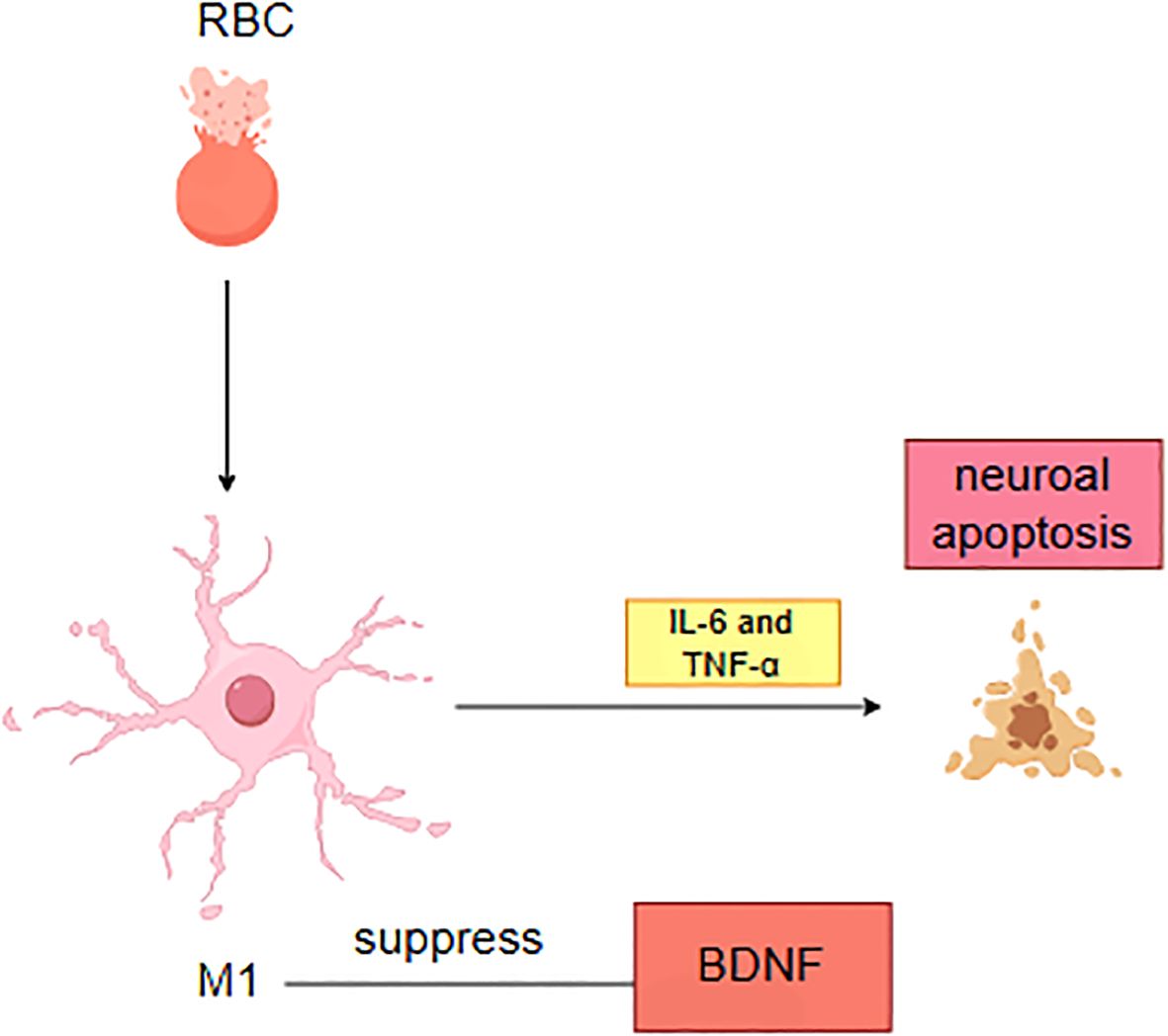 Diagram illustrating a cellular process. At the top, a ruptured red blood cell (RBC) proceeds downward to a microglial cell labeled M1. This cell releases IL-6 and TNF-a, leading to neuronal apoptosis on the right. The bottom shows that M1 suppresses Brain-Derived Neurotrophic Factor (BDNF).