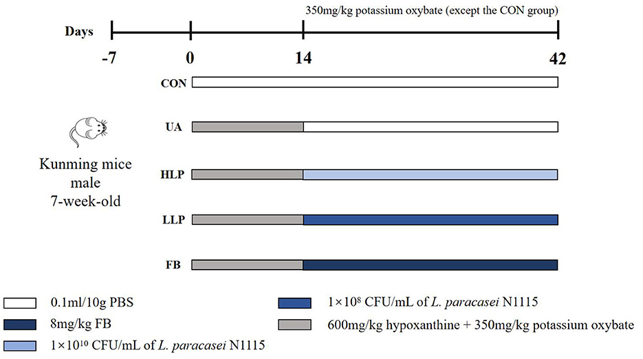 Experimental timeline for Kunming male mice aged seven weeks. The study spans 42 days with different groups: CON, UA, HLP, LLP, and FB. Color bars represent treatments: PBS (white), hypoxanthine and potassium oxybate (grey), two concentrations of L. paracasei N1115* (blue shades), and FB (dark blue). Potassium oxybate is given to all except the CON group.