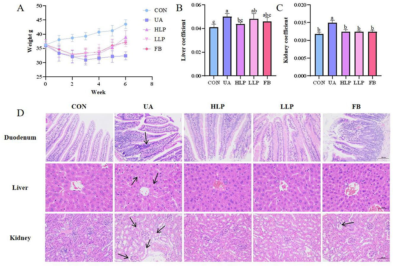 Graph and histology images depict the impact of different treatments (CON, UA, HLP, LLP, FB) on weight, liver and kidney coefficients, and tissue histology in the duodenum, liver, and kidney over time. Panel A shows line graphs of weight changes. Panels B and C display bar charts for liver and kidney coefficients, with statistical significance denoted by letters. Panel D includes histological slides showing tissue structure and changes, with arrows indicating specific observations.