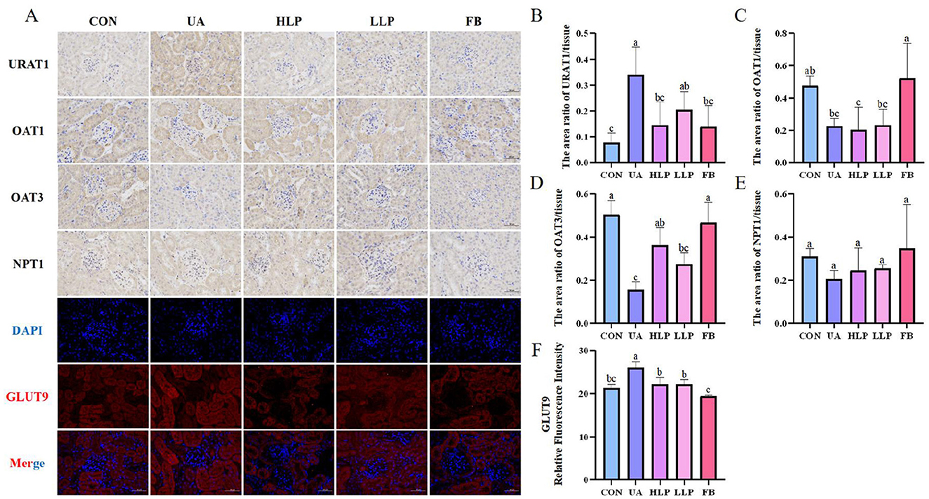 Panel A shows microscopic images of kidney tissues stained for URAT1, OAT1, OAT3, and NPT1 across five groups: CON, UA, HLP, LLP, and FB. DAPI and GLUT9 staining, along with their merged images, are included. Panels B-F present bar graphs depicting area ratios of URAT1, OAT1, OAT3, NPT1, and GLUT9 fluorescence intensity across the same groups, with statistical annotations indicating significance.