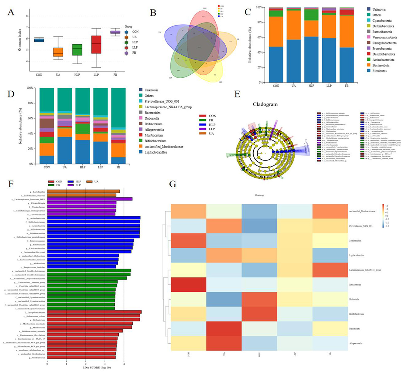 A series of charts and graphs labeled A to G, illustrating data analysis results. A: A box plot showing shannon index comparisons across groups: CON, UA, HLP, LLP, FB. B: A Venn diagram indicating the overlap of entities among five groups. C and D: Stacked bar charts displaying relative phyla abundance across groups. E: A cladogram depicting phylogenetic relationships among bacteria. F: A bar chart showing LDA scores for different bacterial taxa.G: A heatmap representing homogeneity of certain bacteria across groups, with a color gradient indicating varying abundance levels.