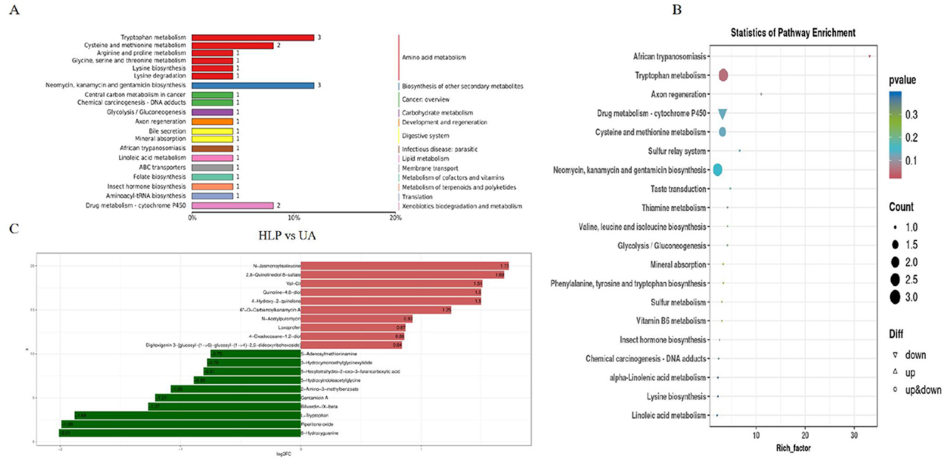 Three data visualizations illustrate metabolic pathways. Panel A shows a bar chart of various metabolic processes, highlighting pathways like tryptophan metabolism and lysine degradation. Panel B displays a bubble chart for pathway enrichment with varying p-values and count sizes, indicating significance through bubble size and color. Panel C compares HLP vs UA using a horizontal bar chart with positive and negative logFC values, showing differential expression in pathways such as diglycerides and alkaloids.