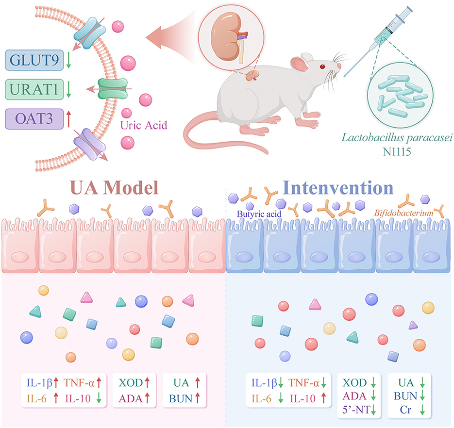 Illustration showing a mouse study on uric acid management. The top section depicts uric acid transport involving GLUT9, URAT1, and OAT3 transporters. The mouse receives Lactobacillus paracasei N1115. Below, the left panel labeled UA Model shows cellular elements and increased levels of IL-1, TNF-, IL-6, IL-10, XOD, ADA, UA, and BUN. The right panel labeled Intervention shows the effect of butyric acid and Bifidobacterium, with changing levels of the same markers and cytokines.
