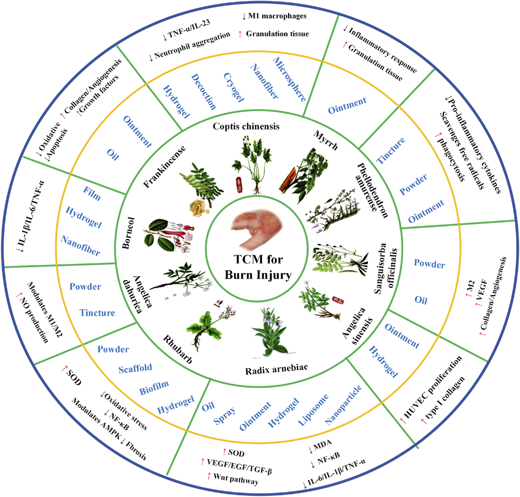 Circular infographic illustrating traditional Chinese medicine (TCM) for burn injury treatment. The center features an image of a burn injury surrounded by medicinal plants like Coptis chinensis, Frankincense, and Myrrh. Various forms of treatments are listed, including ointments, oils, powders, and hydrogels. Around the circle, the effects on biological processes are indicated, such as reduced inflammation and enhanced tissue growth. The layout is divided into concentric rings, linking each plant with its treatment form and biological effect.