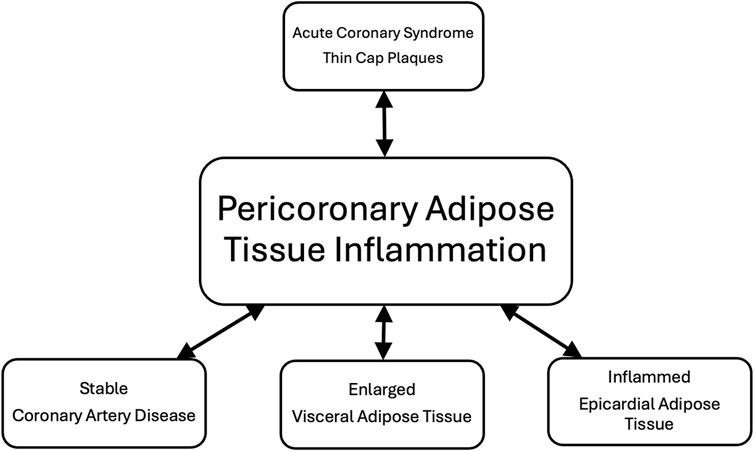 Flowchart illustrating the relationships between pericoronary adipose tissue inflammation and heart conditions. Central box labeled