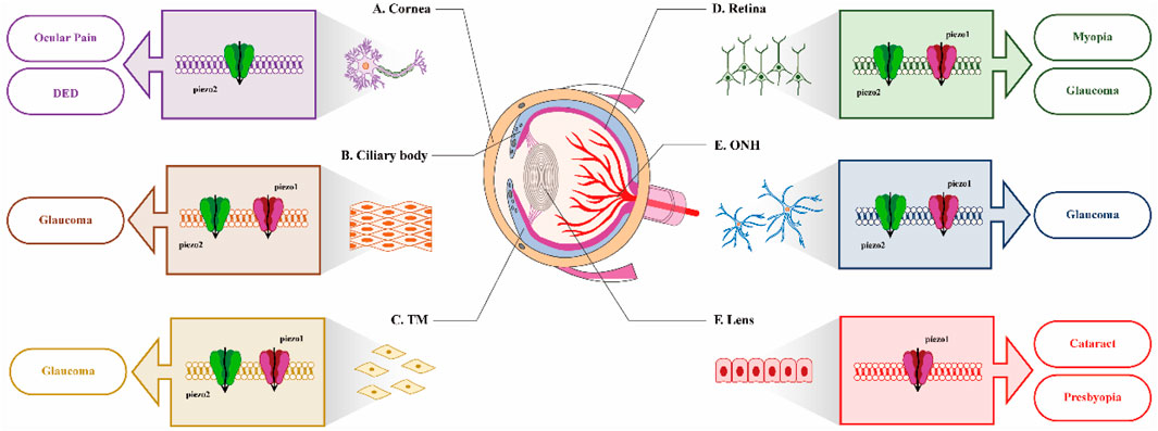 Diagram of the eye illustrating locations A to F: cornea, ciliary body, trabecular meshwork, retina, optic nerve head, and lens, each linked with Piezo protein models. Associated conditions include ocular pain, dry eye disease, myopia, glaucoma, cataracts, and presbyopia.