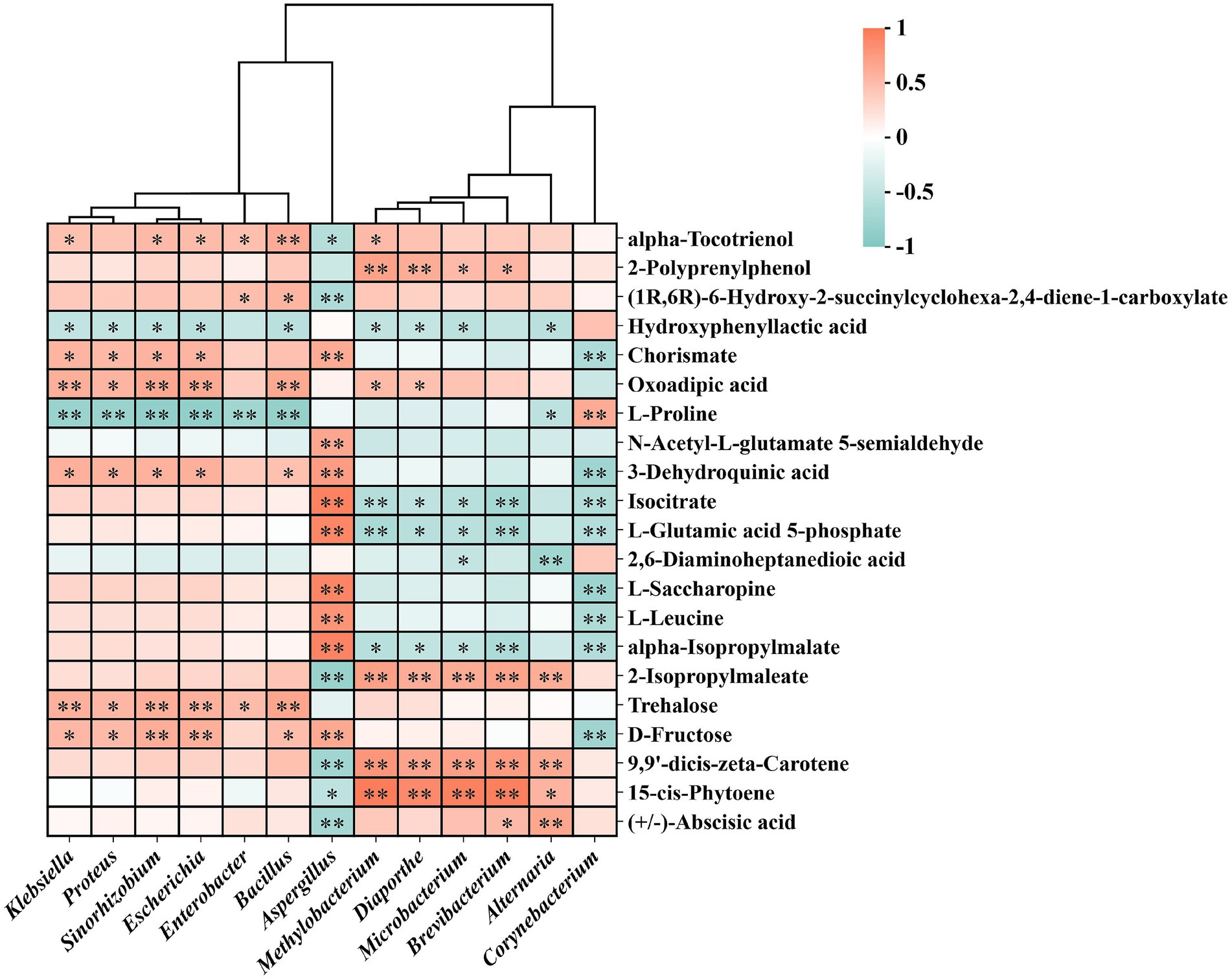 Heatmap showing the correlation between various metabolites and bacterial strains. Rows represent metabolites, and columns represent bacterial strains, with correlation values indicated by a color scale from red (1) to teal (-1). Significant correlations are marked with asterisks. A dendrogram above clusters bacterial strains, while another on the side clusters metabolites, indicating similarity in their correlation patterns.