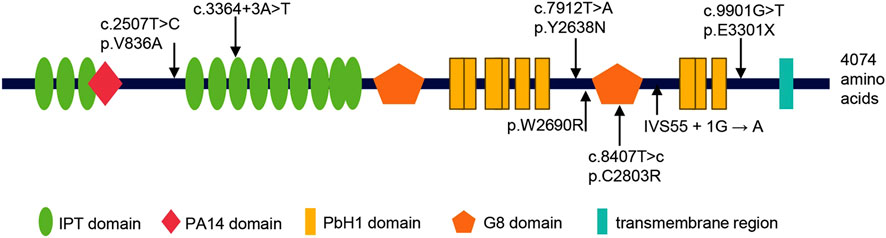 Schematic of the Fibrocystin/Polyductin protein (4074 amino acids) encoded by PKHD1, annotated with its major domains: IPT/TIG, PA14, PbH1, G8, and transmembrane region. Arrows indicate the location of all PKHD1 variants identified in prenatally diagnosed Caroli Disease/Syndrome cases, including the four novel variants from this study (above the protein) and three previously reported variants (below the protein).