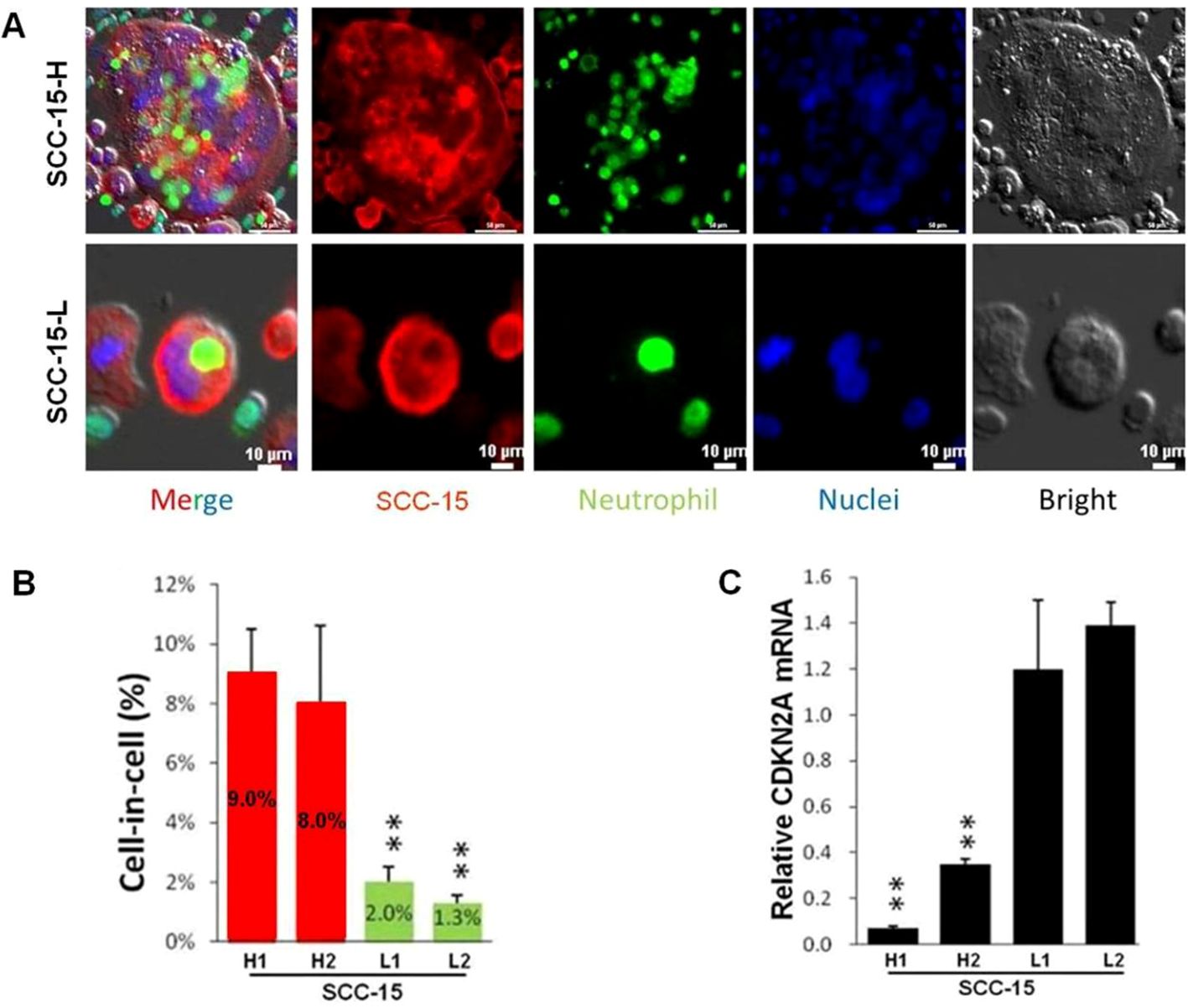 Panel A displays microscopic images of SCC-15-H and SCC-15-L cells stained in different colors for merged view, SCC-15, neutrophils, and nuclei, alongside bright-field images. Panel B shows a bar graph of cell-in-cell percentage for SCC-15, with higher values in H1 and H2 compared to L1 and L2. Panel C presents a bar graph of relative CDKN2A mRNA levels, higher in L1 and L2 compared to H1 and H2. Scale bars in images indicate 10 micrometers.