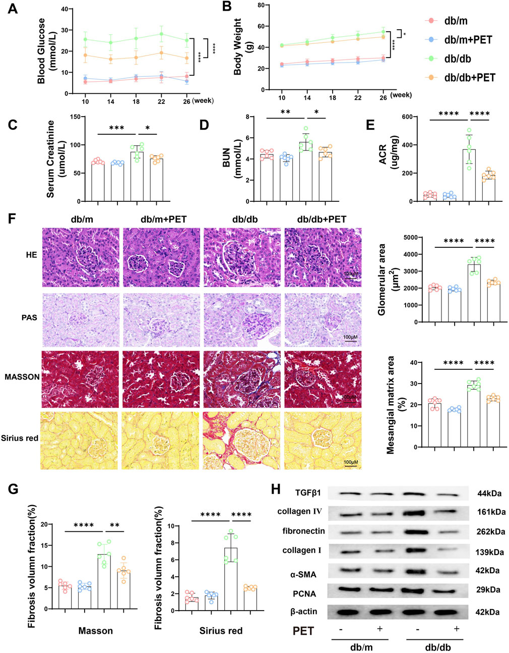 Graphs and images show the impact of PET on db/m and db/db mice across various metrics. (A) Blood glucose levels over time indicate a significant reduction in PET-treated db/db mice. (B) Body weight shows a smaller increase in the treated group. (C) Serum creatinine and (D) BUN levels are lower in PET-treated mice. (E) ACR and glomerular area are significantly reduced. (F) Histological analysis shows changes in kidney structure across treatment groups. (G) Fibrosis volume fraction decreases with PET treatment. (H) Western blot displays protein expression changes, including TGFβ1, collagen, fibronectin, α-SMA, and others, in treated versus untreated groups.
