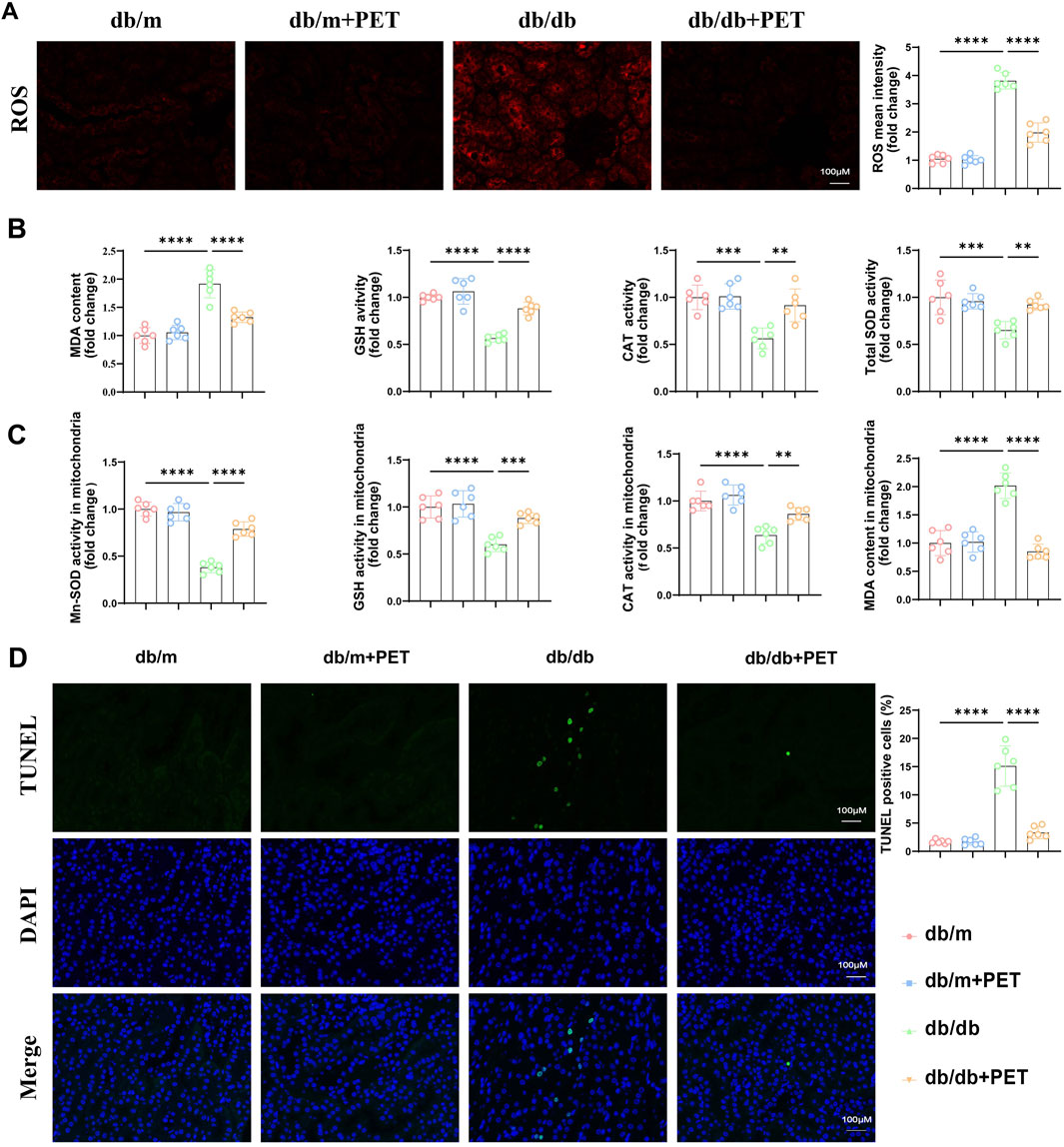 Panel A shows ROS staining across different groups, with a bar graph indicating ROS intensity. Panel B presents bar graphs of MDA content, GSH, CAT, and total SOD activities. Panel C displays activities of Mn-SOD, GSH, CAT, and MDA in mitochondria. Panel D includes TUNEL staining images, DAPI staining, a merged view, and a graph of TUNEL-positive cells percentage. Scale bars denote 100 micrometers. Statistical significance is marked with asterisks.