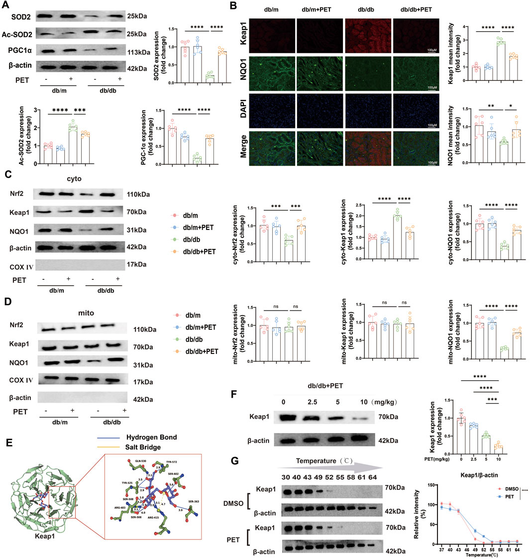 A scientific figure featuring multiple panels: A) Western blot and bar graphs showing protein expression of SOD2, Ac-SOD2, PGC1a, and β-actin across different groups (db/m, db/m+PET, db/db, db/db+PET), with significant differences indicated.B) Immunofluorescence images and quantification showing the expression of Keap1, NQO1, and DAPI in the same groups.C and D) Western blots and corresponding graphs showing cytosolic and mitochondrial expression of Nrf2, Keap1, NQO1, and controls.E) Diagram illustrating the molecular interaction of Keap1 with highlights of hydrogen bonds and salt bridges.F) Western blot and graph showing Keap1 expression at varying PET concentrations.G) Western blot and plot showing relative intensity of Keap1 expression at different temperatures with DMSO and PET treatments.