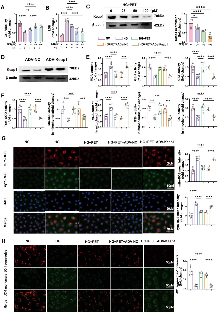 Various scientific graphs and images depict the effects of different treatments on cell viability, protein expression, and oxidative stress markers. Bar graphs (A, B, C, E, F) show changes in cell viability, LDH release, Keap1 expression, MDA content, GSH activity, and mitochondrial parameters under different conditions and treatments. Western blot images (C, D) display Keap1 and β-actin levels. Immunofluorescence images (G, H) demonstrate the intensity of mito-ROS, cyto-ROS, and JC-1 aggregates under treatment, with corresponding bar graphs indicating mean intensity changes. Annotations indicate statistical significance levels.