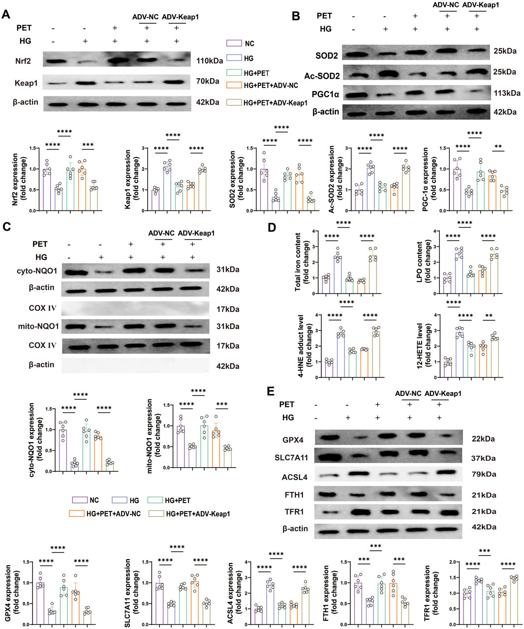 Western blot analysis depicting protein expression levels under different conditions, labeled A to E. Each panel includes blots with corresponding molecular weight markers and bar graphs showing quantified fold changes. Experimental conditions involve various treatments like PET, HG, ADV-NC, and ADV-Keap1. Bar graphs indicate significant differences with asterisks, representing varying statistical significance levels (e.g., * p<0.01, *** p<0.0001). The proteins analyzed include Nrf2, Keap1, SOD2, and others involved in oxidative stress and metabolic pathways.