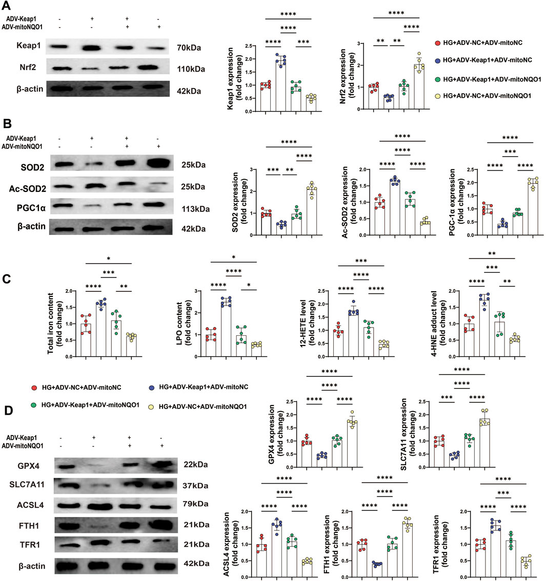 Western blot and bar graph analysis exploring the effects of ADV-Keap1 and ADV-mitoNQO1 on different proteins and oxidative markers. Panels A and B show protein expression levels for Keap1, Nrf2, SOD2, Ac-SOD2, PGC1α, and β-actin. Panel C displays changes in total iron, lipid peroxidation (LPO), 12-HETE, and 4-HNE adduct levels. Panel D examines GPX4, SLC7A11, ACSL4, FTH1, TFR1, and β-actin expression. Results are compared across different treatment groups, indicated by colored dots, with statistical significance highlighted.