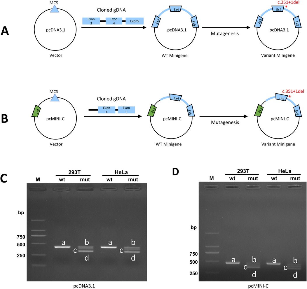Diagrams A and B show the process of cloning genomic DNA into vectors (pcDNA3.1 and pcMINI-C), followed by mutagenesis to create variant minigenes with a c.351+1del mutation. Panels C and D display gel electrophoresis results for wild type and mutant samples in 293T and HeLa cells. Bands are labeled as a, b, c, and d, with molecular markers indicating base pair sizes from 250 to 750.