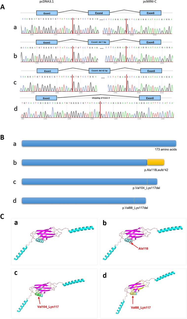 Part A shows four DNA sequence chromatograms with different exon and base pair deletions; Exon 3, 4, and 5 are highlighted. Part B displays four protein sequences with deletions and specific mutations, indicating protein length in amino acids. Part C illustrates protein structures with highlighted mutations: a) no mutation; b) Ala118; c) Val104_Lys117; d) Val88_Lys117.