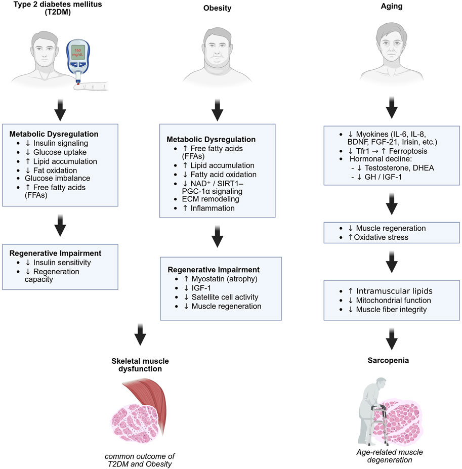 Diagram illustrating the impacts of type 2 diabetes mellitus (T2DM), obesity, and aging on metabolic dysregulation and regenerative impairment. T2DM leads to decreased insulin signaling and glucose uptake, while obesity increases free fatty acids and inflammation. Aging reduces myokines and causes hormonal decline. All conditions contribute to muscle issues: T2DM and obesity result in skeletal muscle dysfunction, while aging leads to sarcopenia.