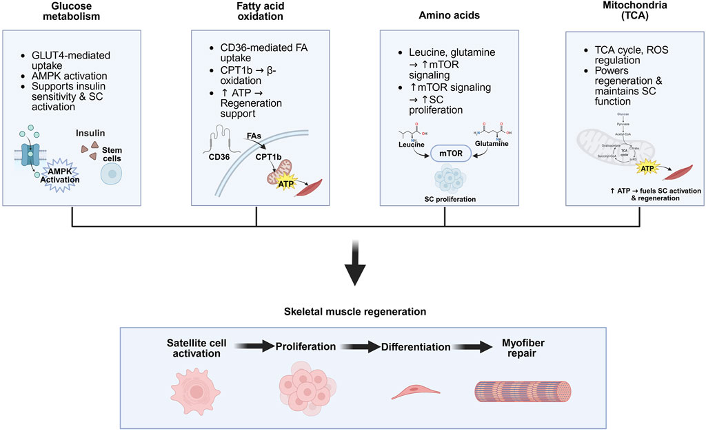 Diagram illustrating metabolic pathways in skeletal muscle regeneration. Four pathways include glucose metabolism, fatty acid oxidation, amino acids, and mitochondria (TCA cycle). Each pathway supports ATP production, stem cell activation, or proliferation. Glucose metabolism involves GLUT4 and AMPK; fatty acid oxidation involves CD36 and CPT1b; amino acids involve mTOR signaling with leucine and glutamine; mitochondria involve TCA cycle and ROS regulation. These pathways contribute to satellite cell activation, proliferation, differentiation, and myofiber repair, promoting muscle regeneration.
