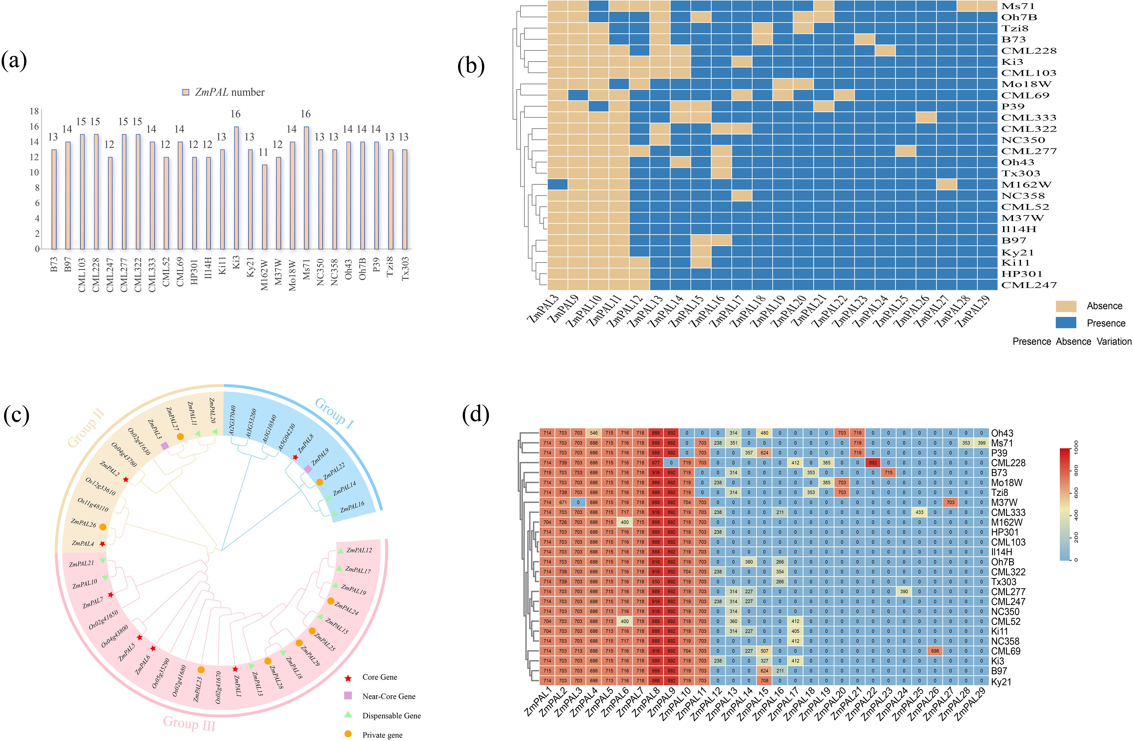 (a) Bar chart showing the number of ZmPAL genes in various maize lines. (b) Heatmap indicating the presence or absence of ZmPAL genes across different maize lines, with colored squares. (c) Phylogenetic tree categorizing ZmPAL genes into groups I, II, and III, marked as core, near-core, dispensable, or private genes. (d) Heatmap displaying expression levels of ZmPAL genes across maize lines, represented by varying color intensities.