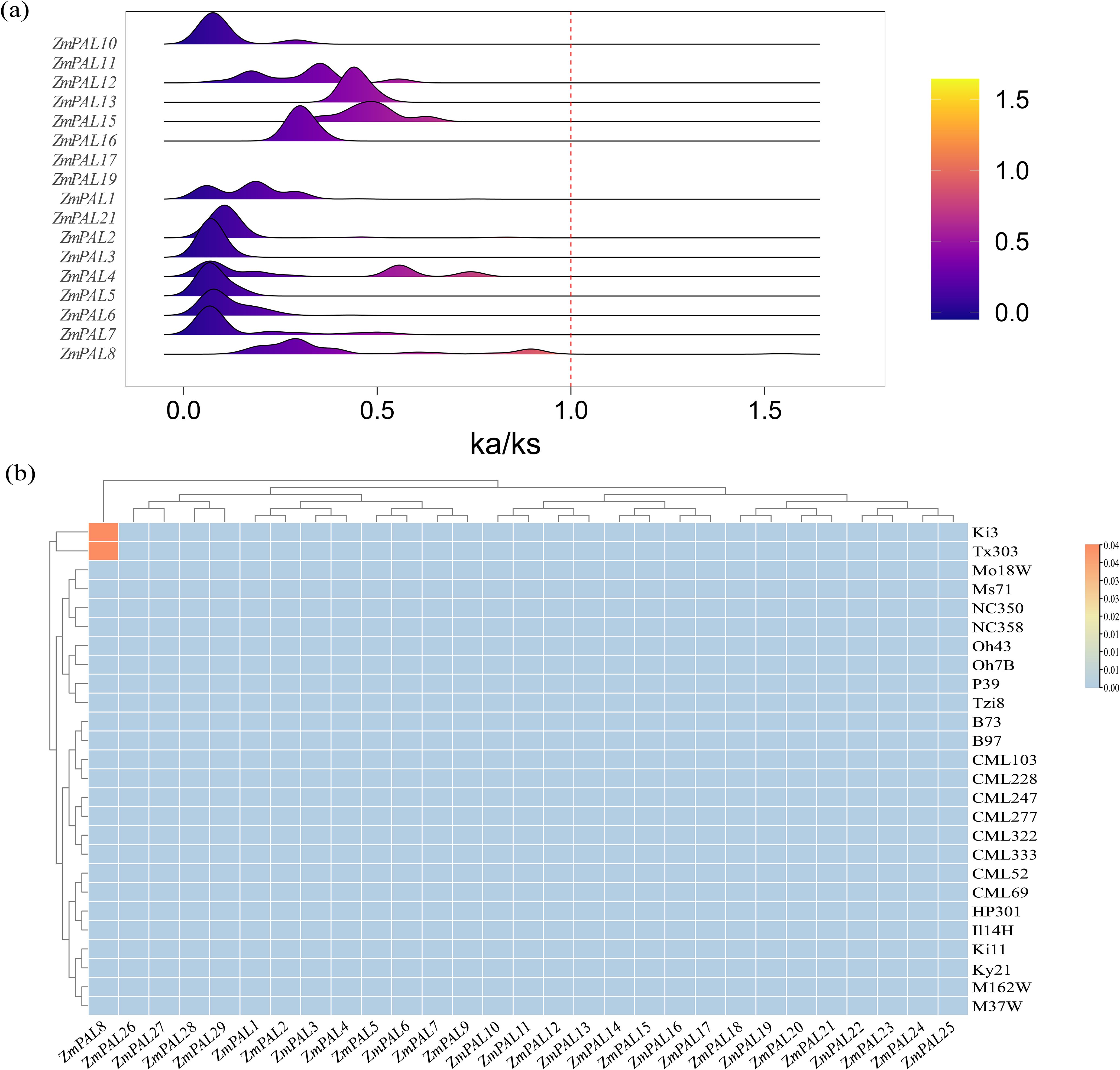 (a) Violin plots showing the distribution of ka/ks ratios for various ZnPAL genes ranging from zero to 1.5, with the color gradient representing density. A red dashed line marks a ratio of one. (b) Heatmap with hierarchical clustering of ZnPAL genes and different samples. The matrix is colored based on value intensity, ranging from pale blue to orange.