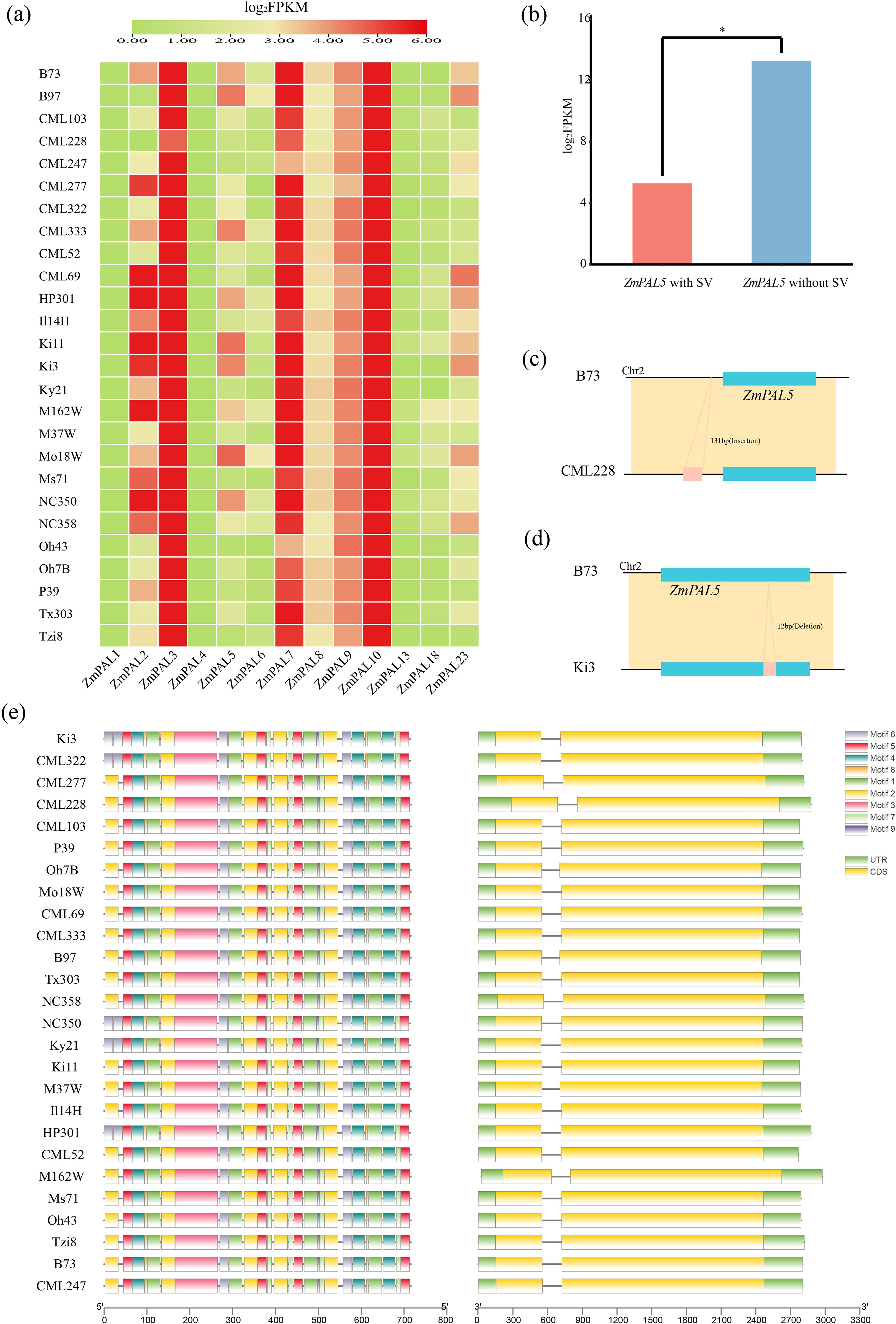 Five panels display genomic data: (a) A heat map shows log-FPKM values for various ZmPAL genes across different genotypes, with a gradient from green to red. (b) A bar graph comparing log-FPKM values of ZmPAL5 with and without structural variation, indicating significant differences. (c) Diagram showing an insertion in ZmPAL5 between B73 and CML228 on chromosome 2. (d) Diagram illustrating a deletion in ZmPAL5 between B73 and Ki3 on chromosome 2. (e) Motif and CDS analysis across various genotypes, with color-coded motifs and UTRs shown in two panels.