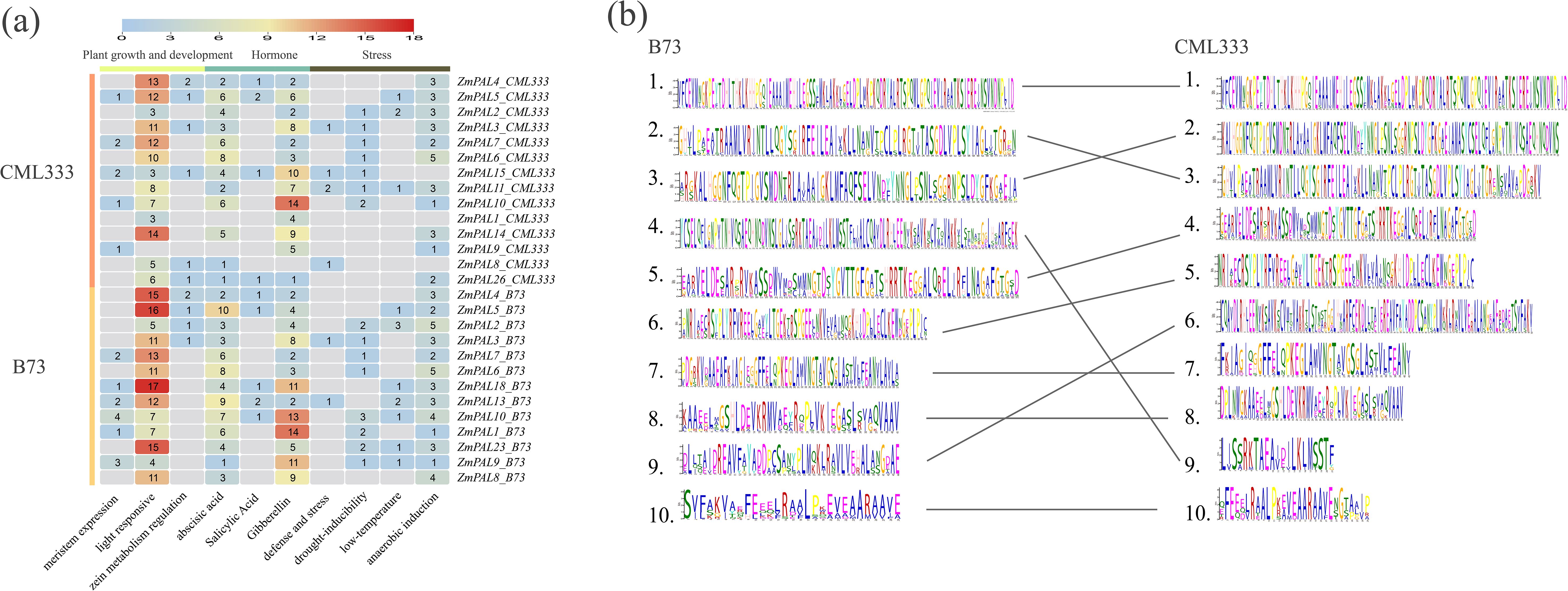 Panel (a) displays a heatmap categorizing plant genes (ZmPAL genes) in CML333 and B73 across different biological processes: meristem expression, light responsive, zein metabolism regulation, and others. Panel (b) shows ten sequence motifs for B73 and CML333, with connections across genomes, highlighting sequence similarities.
