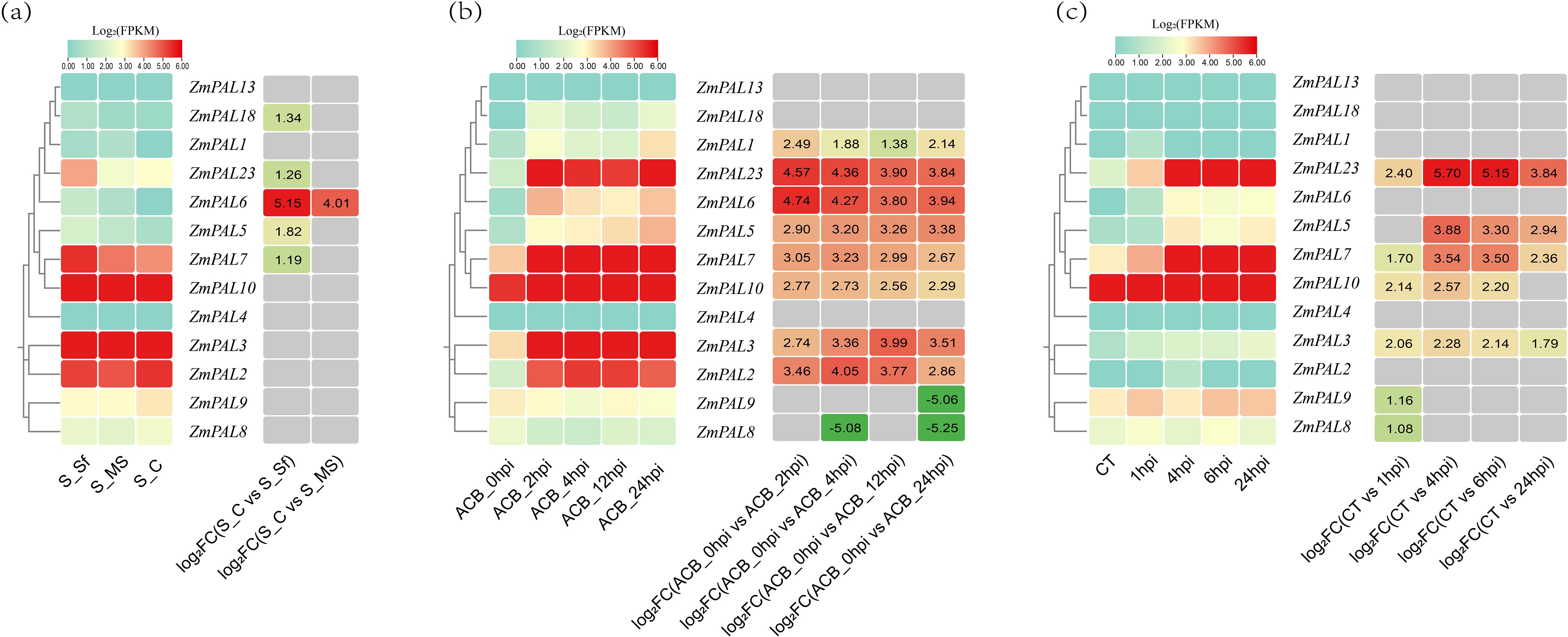 Three heatmaps labeled (a), (b), and (c) show gene expression data with a Logâ‚‚(FPKM) scale from zero (green) to six (red). Each heatmap represents different conditions and time points for genes ZmPAL13 to ZmPAL8. Right columns display logâ‚‚ fold changes. The color intensity varies, indicating different expression levels and fold changes across the samples.