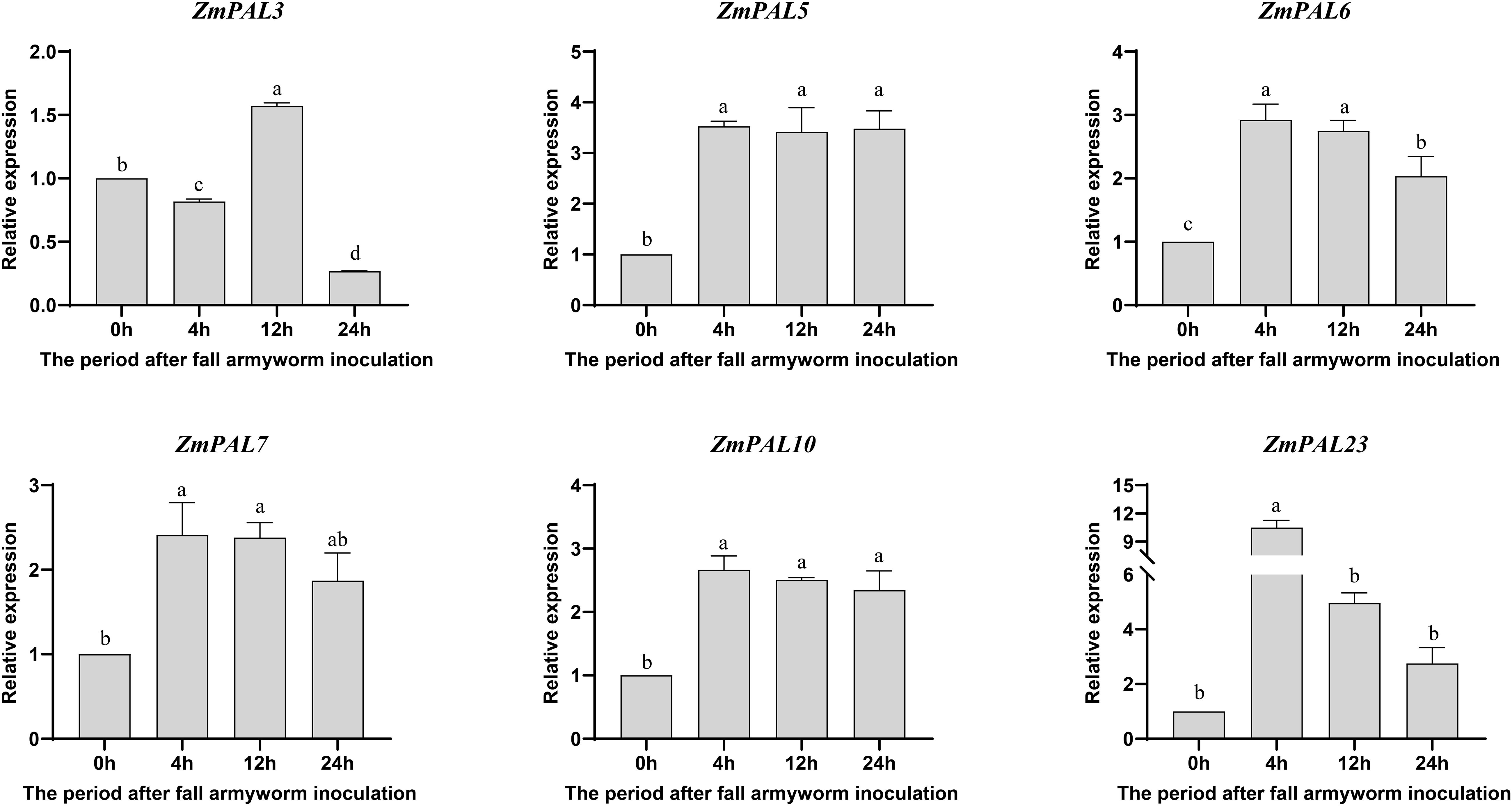 Bar graphs compare the relative expression of genes ZmPAL3, ZmPAL5, ZmPAL6, ZmPAL7, ZmPAL10, and ZmPAL23 over time after fall armyworm inoculation at 0, 4, 12, and 24 hours. Expression levels vary between genes, with differing peaks and trends across the time points. Statistical significance is indicated by different letters above bars.