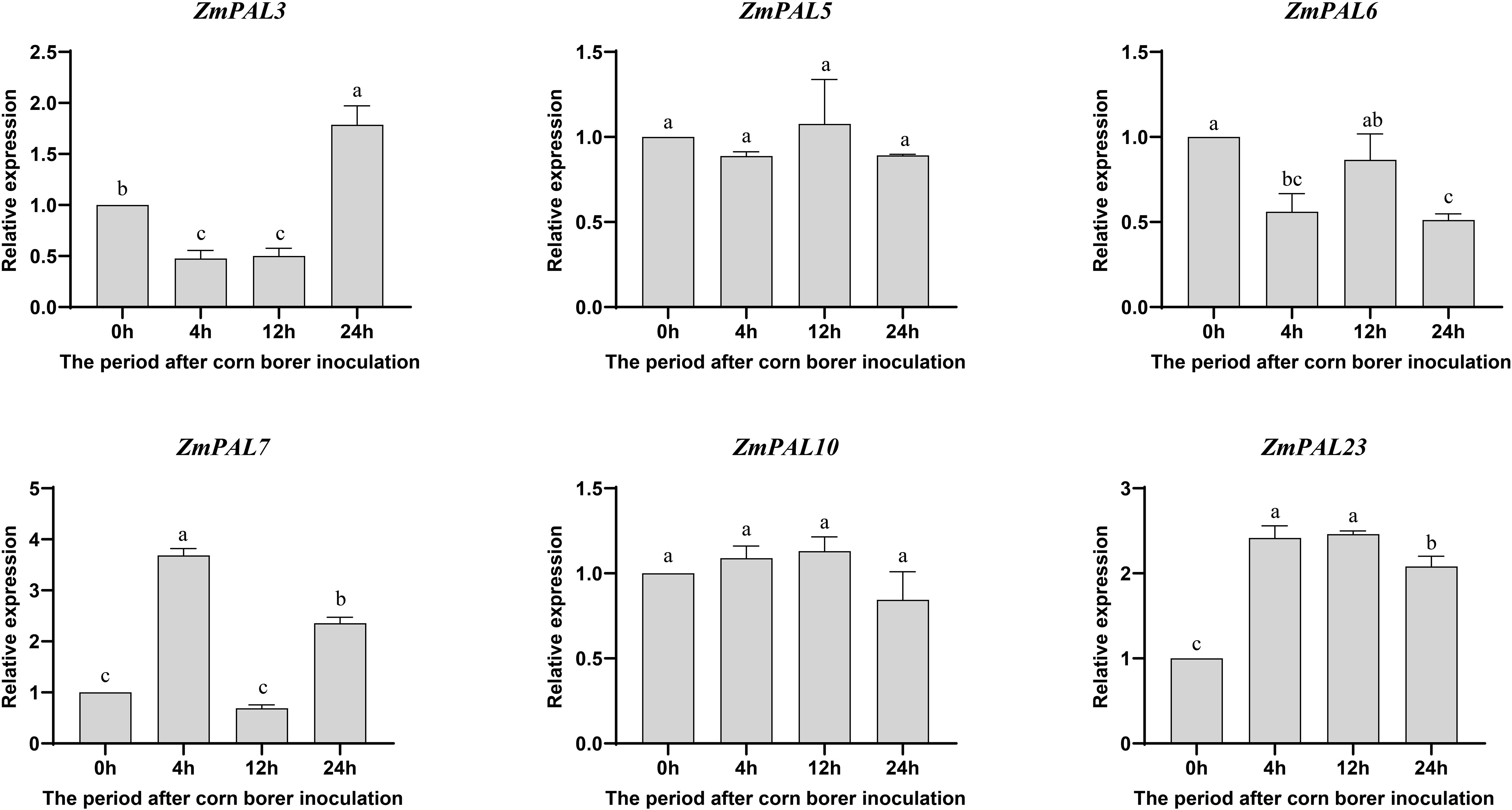 Bar charts illustrating the relative expression of six genes (ZmPAL3, ZmPAL5, ZmPAL6, ZmPAL7, ZmPAL10, ZmPAL23) at four time points (0h, 4h, 12h, 24h) after corn borer inoculation. Each chart shows variations in expression levels, with statistical significance indicated by different letters above the bars.