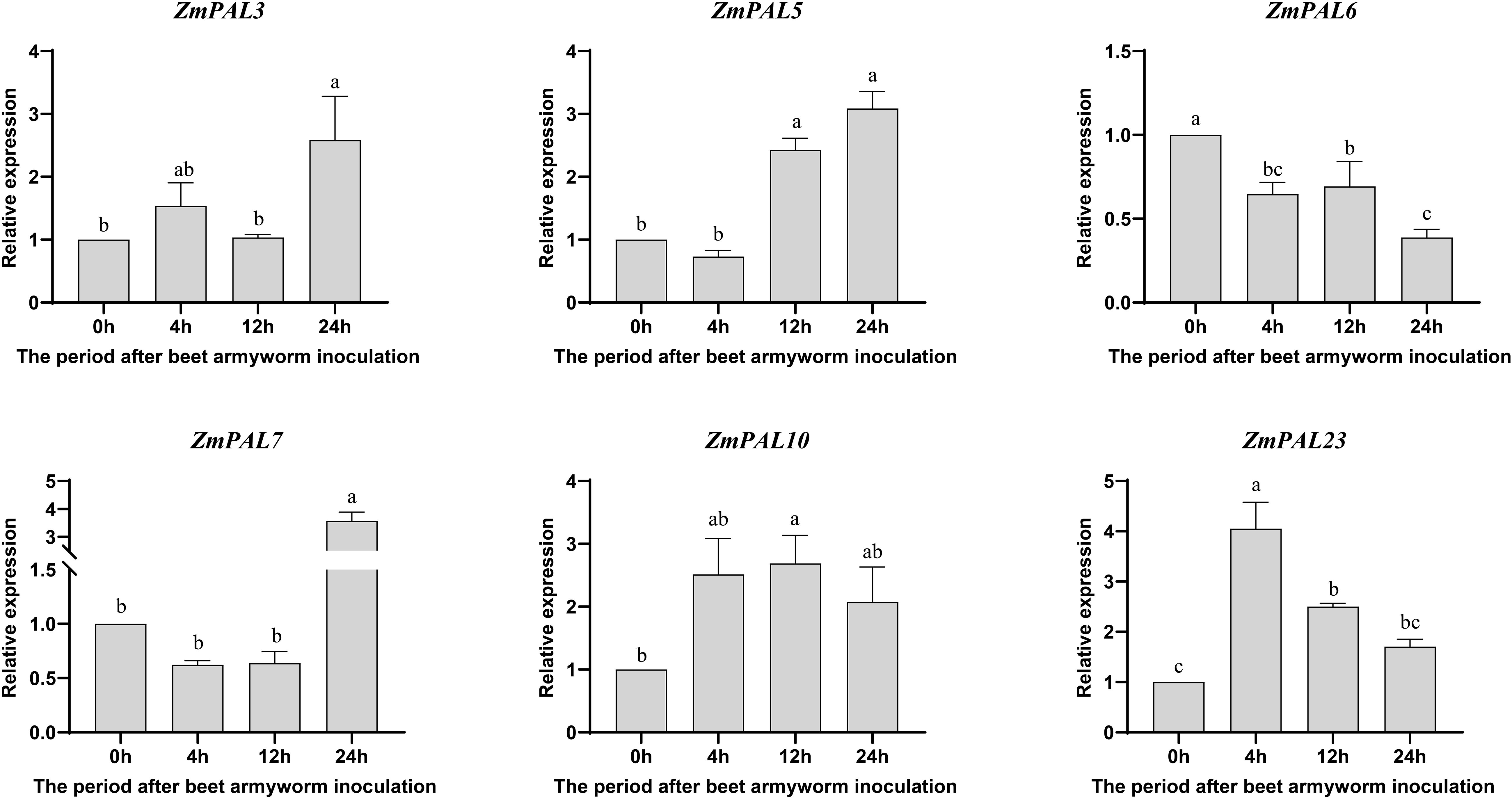 Bar charts display the relative expression of six ZmPAL genes (ZmPAL3, ZmPAL5, ZmPAL6, ZmPAL7, ZmPAL10, ZmPAL23) over time after beet armyworm inoculation. The time points are 0, 4, 12, and 24 hours. Each chart shows varying expression levels with statistical significance marked by different letters. ZmPAL6 decreases over time, while others generally increase, peaking at 24 hours.