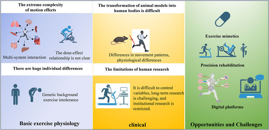Complex infographic detailing exercise challenges and opportunities. Sections highlight issues like multi-system interactions, unclear dose-effect relationships, transformation difficulties from animal models, individual physiological differences, and human research limitations. Opportunities include exercise mimetics, precision rehabilitation, and digital platforms. Each aspect contains symbolic icons and descriptive text emphasizing complexity in exercise physiology, clinical challenges, and potential advancements.