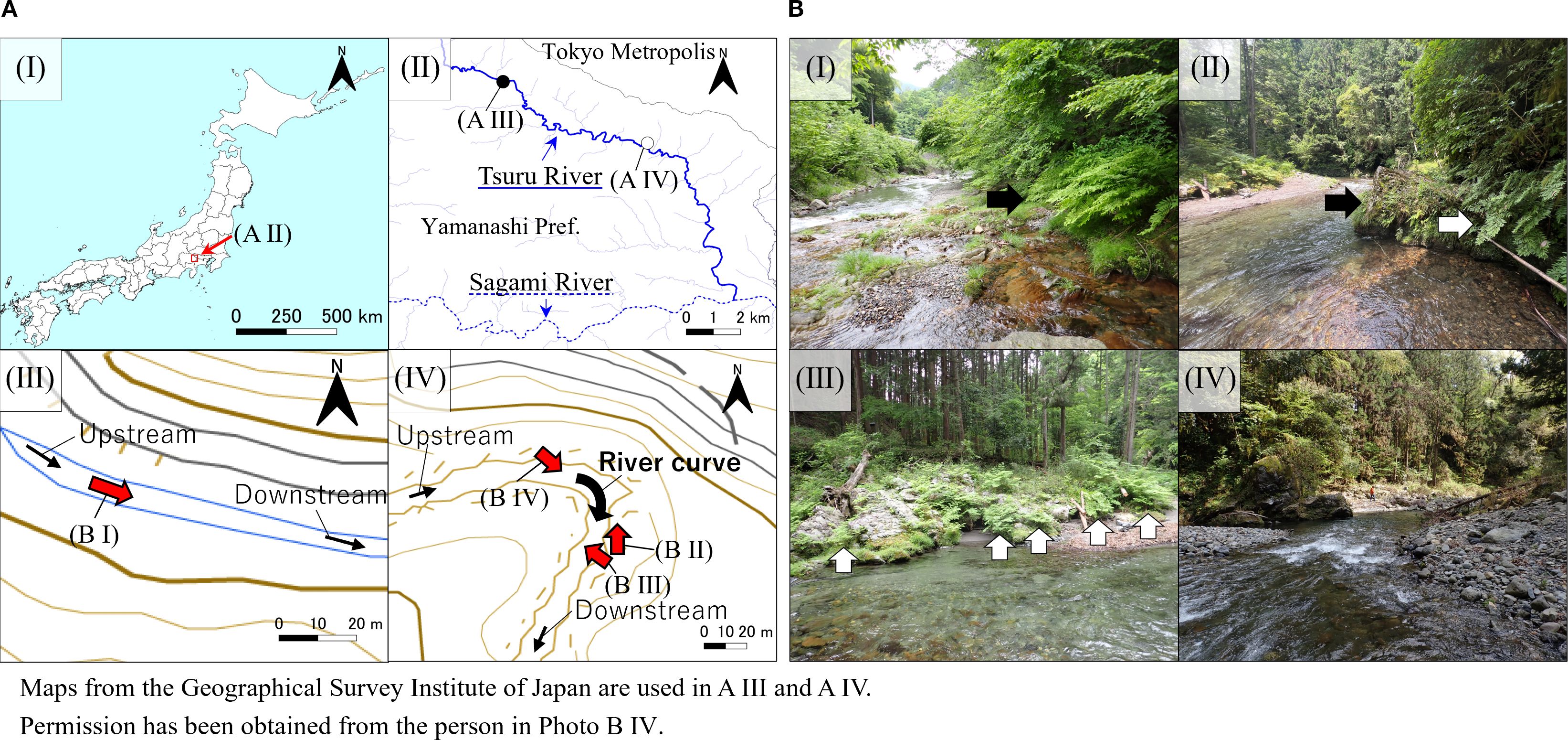 Panel A shows the sampling locations used in this study. Panel B presents photographs of the survey area. Red arrows indicate the shooting directions. Black arrows mark Osmunda japonica (I) and O. lancea (II), while white arrows indicate the external (II) and internal (III) populations of Osmunda × intermedia.