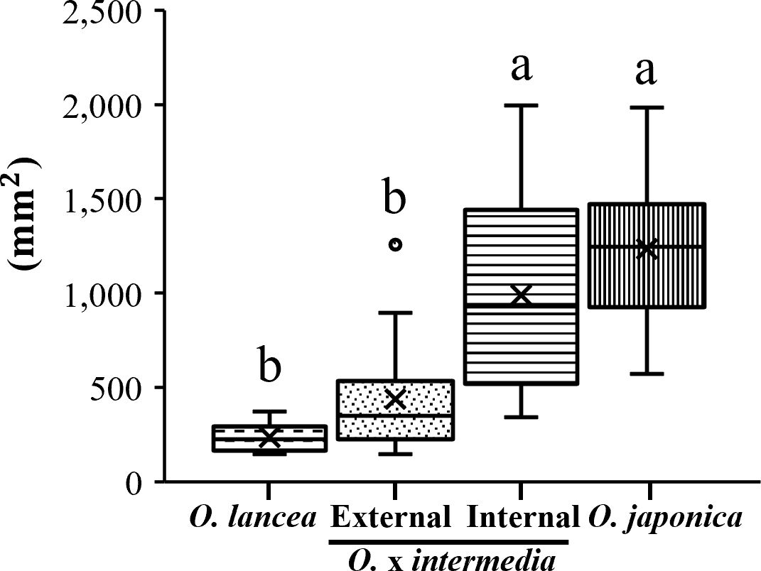 Box plot comparing leaf area in square millimeters across four categories: “O. lancea”, “External O. x intermedia”, “Internal O. x intermedia”, and “O. japonica”. “O. lancea” and “External O. x intermedia” are labeled with “b”, and “Internal O. x intermedia” and “O. japonica” with “a”. Median leaf area increases from left to right.
