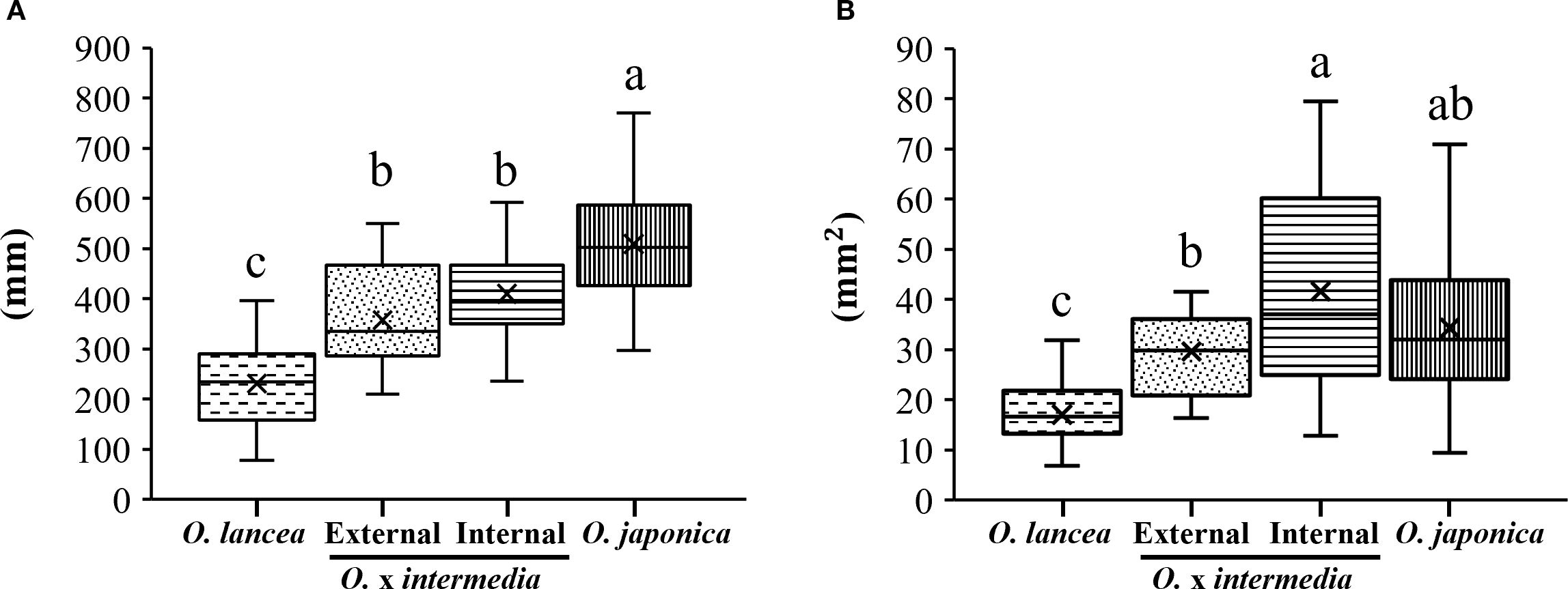 Two box plots labeled A and B compare measurements for different plant species. Plot A shows height in millimeters, with values ranging from 100 to 900. Plot B shows area in square millimeters, with values from 10 to 90. Species include O. lancea, O. x intermedia (external and internal), and O. japonica, marked with statistical significance letters: a, b, c, ab.