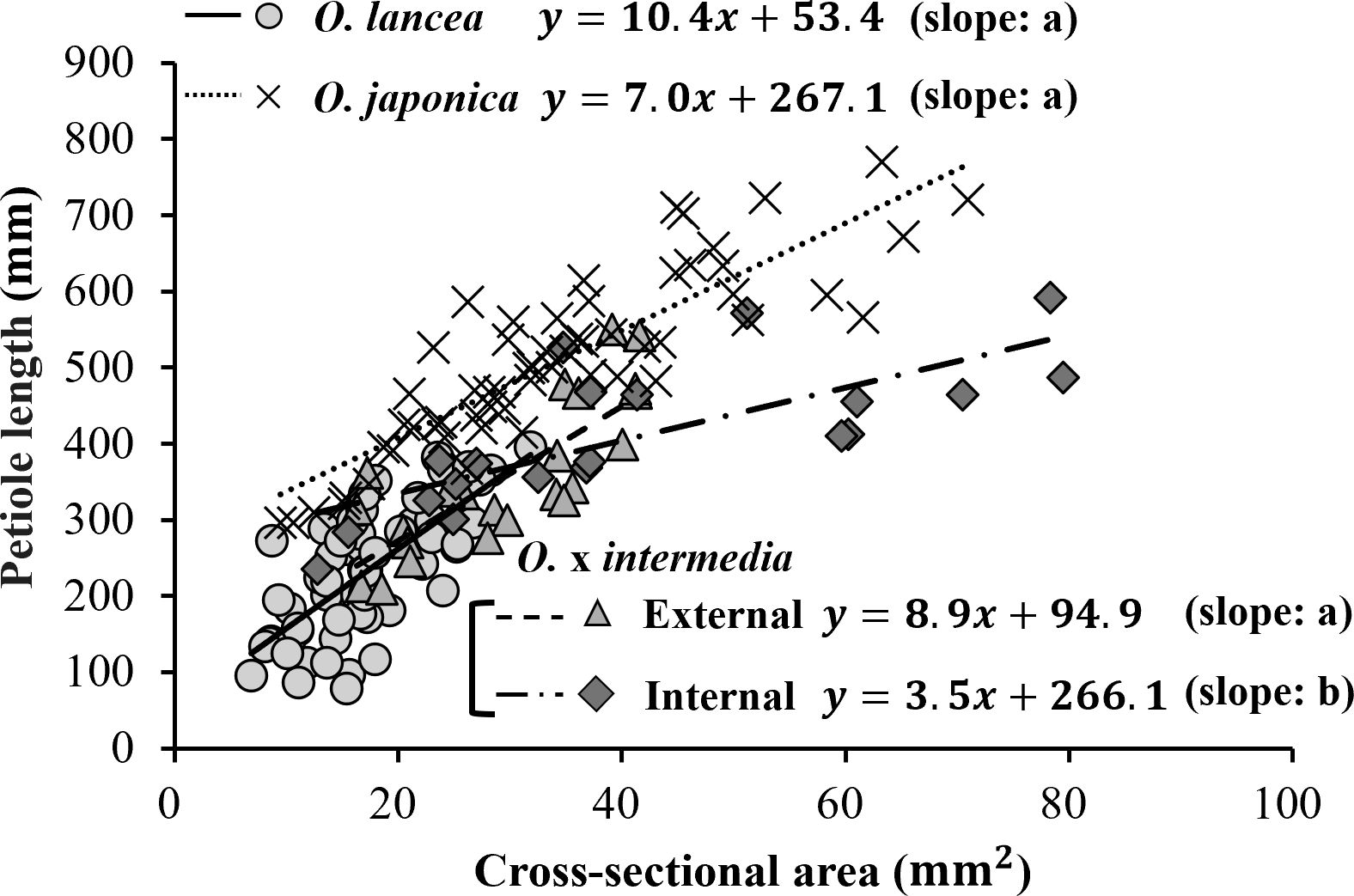 Scatter plot showing the relationship between petiole length (millimeters) and cross-sectional area (square millimeters) for three species: *O. lancea*, *O. japonica*, and *O. x intermedia*. *O. lancea* is represented by circles and a solid line with the equation y = 10.4x + 53.4. *O. japonica* is shown with crosses and a dotted line y = 7.0x + 267.1. *O. x intermedia* includes triangles for external areas with a dashed line y = 8.9x + 94.9, and diamonds for internal areas with a dot-dash line y = 3.5x + 266.1. The x-axis is cross-sectional area, and the y-axis is petiole length.