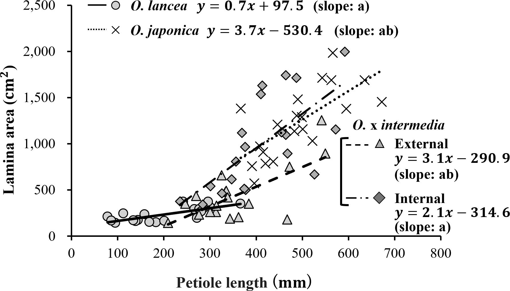 Scatter plot showing the relationship between petiole length (millimeters) and lamina area (square centimeters) for three plant species: O. lancea, O. japonica, and O. x intermedia. Different trend lines represent each species, with equations and slope values provided. Data points are marked by different shapes: circles, crosses, triangles, and diamonds.