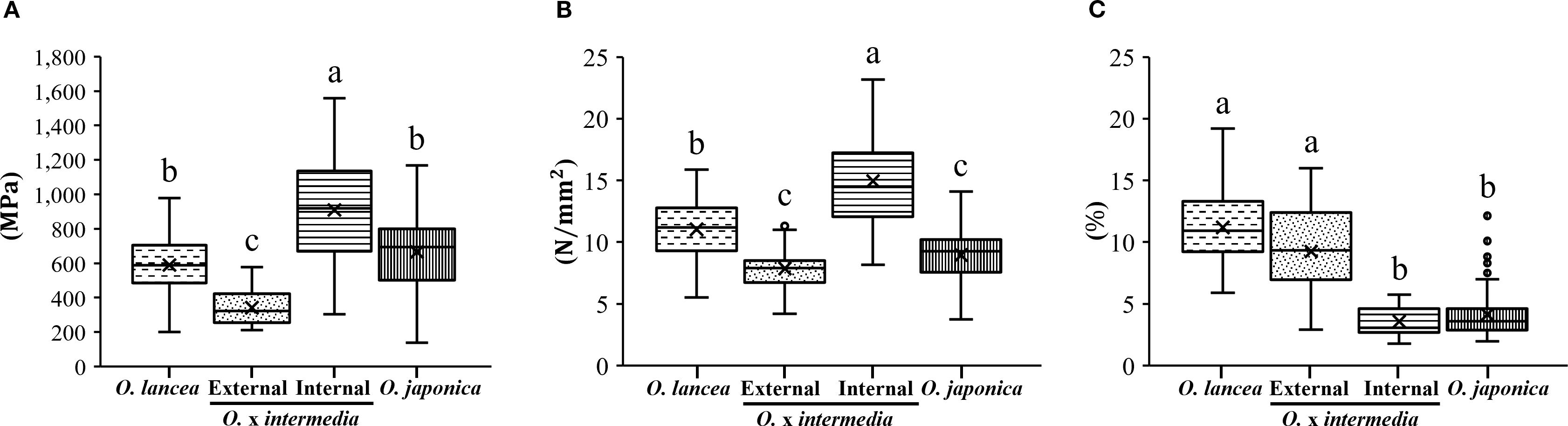 Box plots display mechanical properties of O. lancea, O. x intermedia (external and internal), and O. japonica. Plot A shows modulus (MPa), plot B shows hardness (N/mm²), and plot C shows strain (%). Varied patterns indicate different groups, with letters signifying statistical differences.