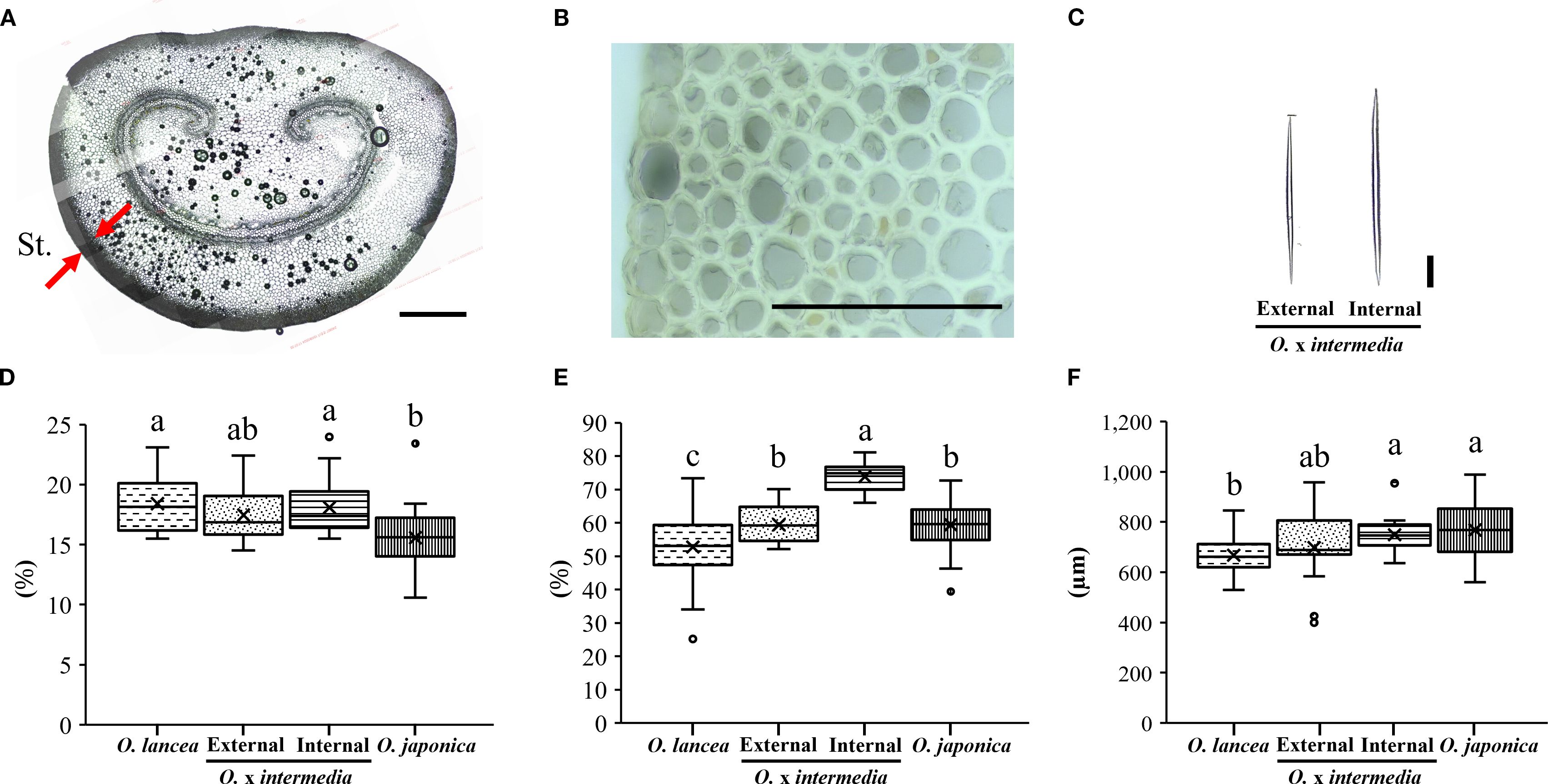 Cross-sectional images and data visualizations comparing O. × intermedia, O. lancea, and O. japonica. Panel A shows a histological section with annotations. Panel B presents a close-up of cellular structures. Panel C shows a cell dissociation image highlighting tissue differences. Panels D, E, and F feature box plots illustrating percentage values and micrometer-scale measurements for different species and parts, with statistical groups indicated by letters.