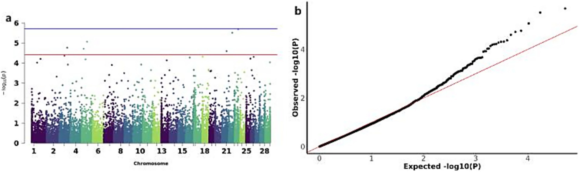 Panel a presents a Manhattan plot displaying genetic variants across chromosomes one to twenty-nine, with significance levels indicated by red and blue horizontal lines. Panel b shows a Q-Q plot comparing observed versus expected -log10(p) values, demonstrating deviation from the null hypothesis.