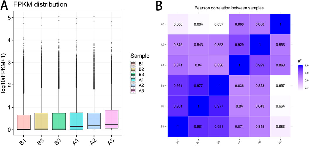 Panel A shows box plots of FPKM distribution across six samples (B1, B2, B3, A1, A2, A3) with log-transformed values. Panel B is a heat map of Pearson correlation coefficients between these samples, with values ranging from 0.657 to 1.0, indicating varying levels of correlation.