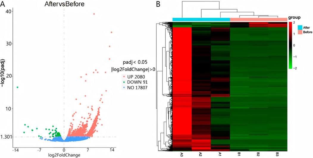 Volcano plot and heatmap showing gene expression analysis. Panel A is a volcano plot with log2 fold change against negative log10 adjusted p-values, highlighting UP (red), DOWN (green), and NO change (blue) in genes. Panel B is a heatmap displaying hierarchical clustering of gene expression levels before and after treatment, with red indicating upregulation and green indicating downregulation. Groups are labeled 'After' in blue and 'Before' in pink.