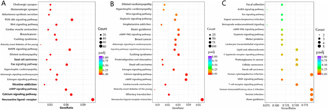 Three dot plots labeled A, B, and C show gene enrichment analysis results. Each plot displays pathways on the y-axis and gene ratio on the x-axis. Dot size indicates count, and color represents adjusted p-values, with a spectrum from blue to red, where blue represents higher p-values and red represents lower p-values. Plot A highlights pathways like cholinergic synapse and MAPK signaling. Plot B shows pathways such as axon guidance and Cushing syndrome. Plot C highlights pathways like focal adhesion and proteoglycans in cancer.
