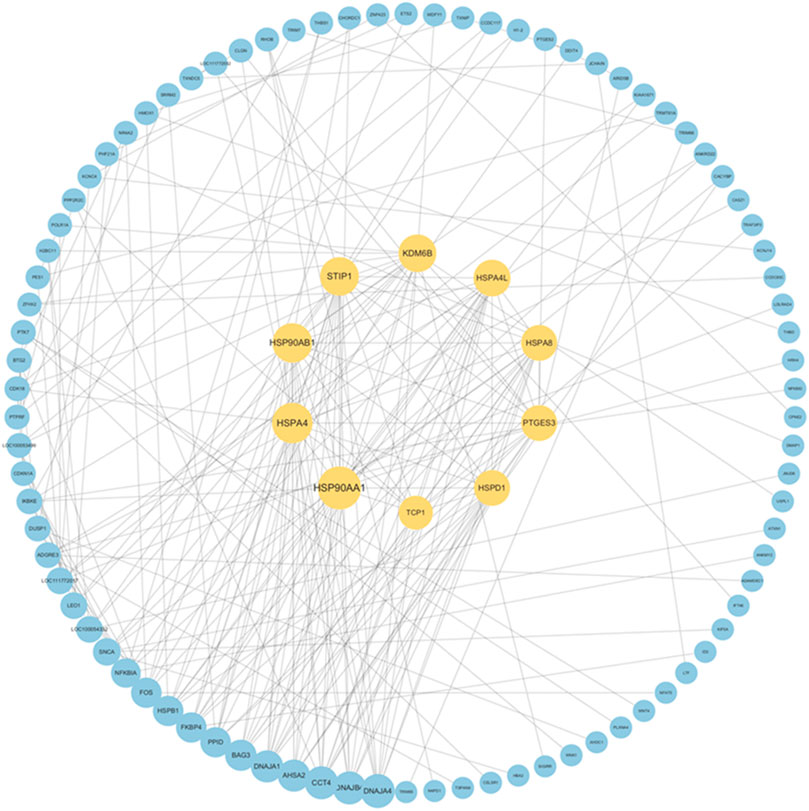 Network diagram showing interconnected nodes. Central yellow nodes labeled with genes like HSP90AA1 and STIP1 are surrounded by blue nodes representing other genes. Lines indicate interactions among nodes, suggesting a complex biological network.