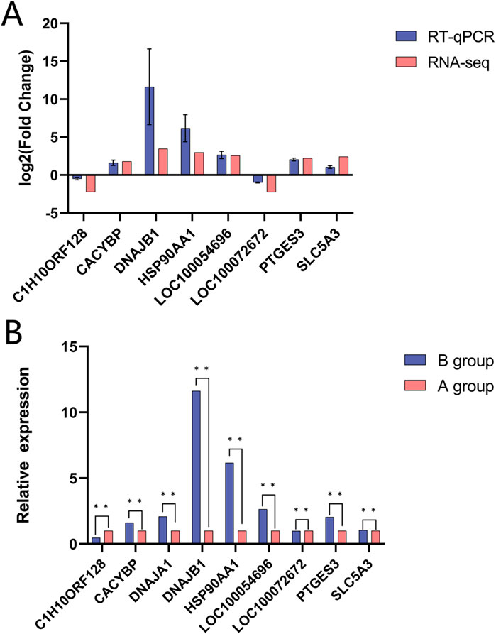 Bar graphs compare gene expression levels. Chart A shows log2 fold change between RT-qPCR and RNA-seq. Chart B displays relative expression in groups B and A. Genes listed on the x-axis include C1H100RF128, CACYBP, DNAJB1, HSP90AA1, LOC100054696, LOC100072672, PTGES3, and SLC5A3.