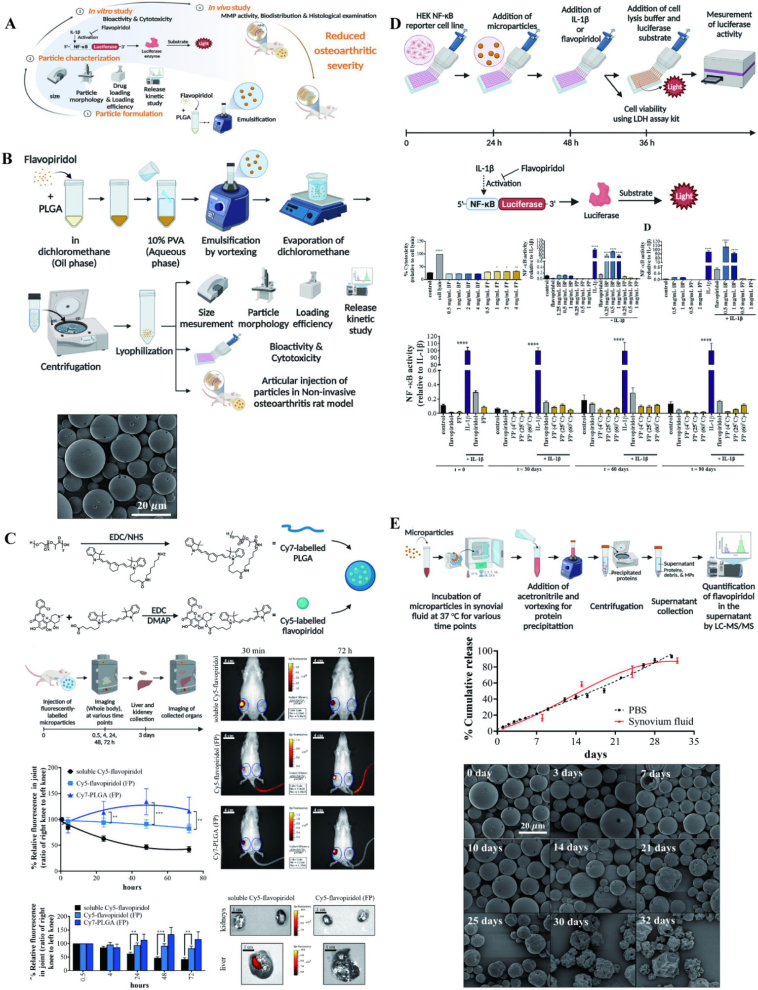 A detailed scientific diagram showing the development and testing of Flavopiridol-loaded microparticles for osteoarthritis treatment. Panels A and B describe the particle formulation process, including emulsification, evaporation, and lyophilization. Panel C illustrates the labeling and bio-distribution assessment using imaging of injected Cy5-labeled flavopiridol in a mouse model. Panel D outlines the procedure for testing cell viability and NF-kB inhibition with a luciferase assay. Panel E presents the cumulative release of flavopiridol over time in synovial fluid, supported by microscopy images of microparticles at different time points, showing structural degradation.