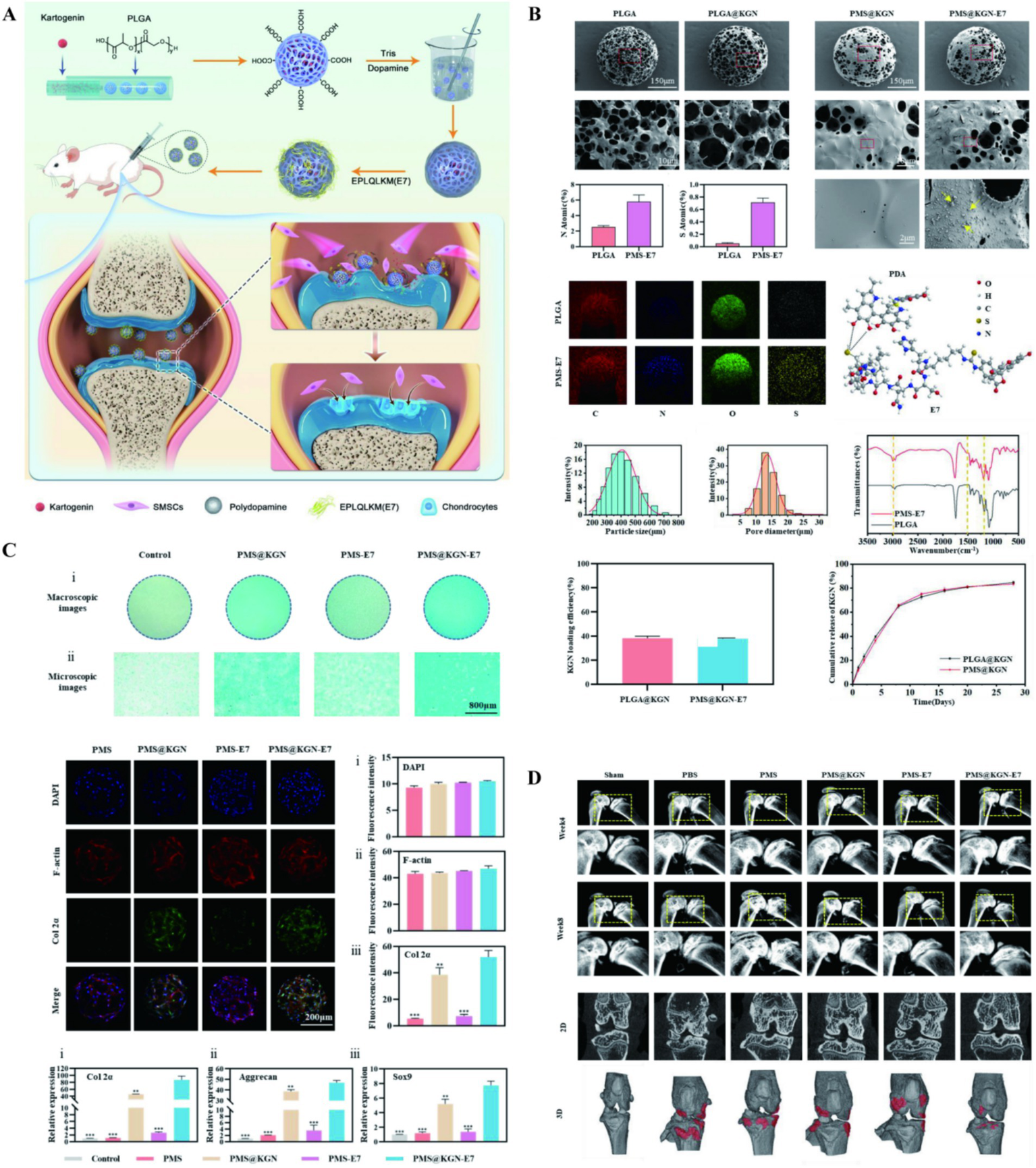 Scientific illustration displaying various panels:A. Diagram of a drug delivery system using PLGA for cartilage repair, involving nanoparticles and chondrocytes.B. Images and graphs showing structural analysis, elemental composition, particle size distribution, and in vitro release profiles of PLGA, PLGA/KGN, PMS, and PMS-E7.C. Microscopic and macroscopic images exhibiting cellular morphology and immunofluorescence staining of treated samples with PBS, PMS, PMS/KGN, and PMS/KGN-E7; graphs of cell viability and protein expression.D. Radiographic images illustrating bone regeneration in treated samples compared to control, displayed in different views and time points.