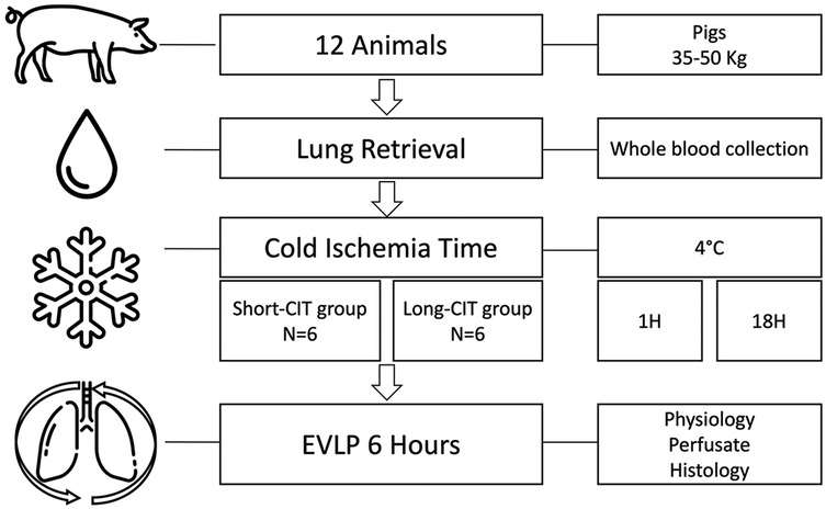 Flowchart depicting an experimental procedure involving 12 pigs weighing 35-50 kg. It includes steps like lung retrieval, whole blood collection, cold ischemia time (divided into short and long CIT groups, each with six subjects), temperature held at four degrees Celsius for one hour and eighteen hours. This is followed by ex vivo lung perfusion (EVLP) for six hours, leading to analysis of physiology, perfusate, and histology. Icons for each process, such as a pig, droplet, snowflake, and lungs, are included.