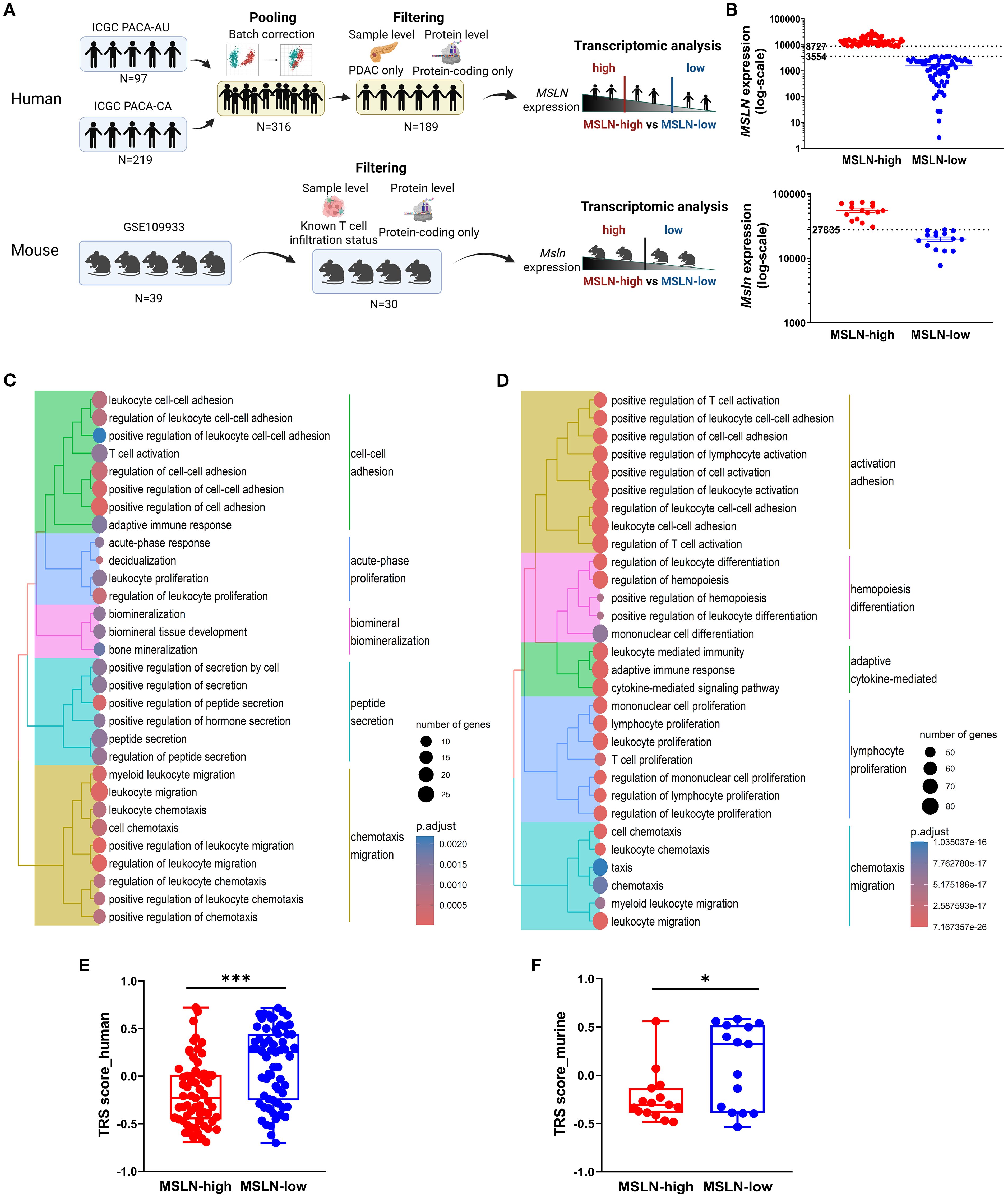 Panel A illustrates the workflow for RNA-sequencing analysis of human and mouse PDAC datasets. Panel B shows bar graphs comparing MSLN and Msln expression levels in human and mouse dataset, depicted with red and blue dots for high and low expressions. Panels C and D show clustered dendrograms of downregulated gene ontology pathways for human and mouse data. Panel E and F are box plots comparing CD8 T cell reactivity scores of MSLN-high and MSLN-low groups for human and mouse data.
