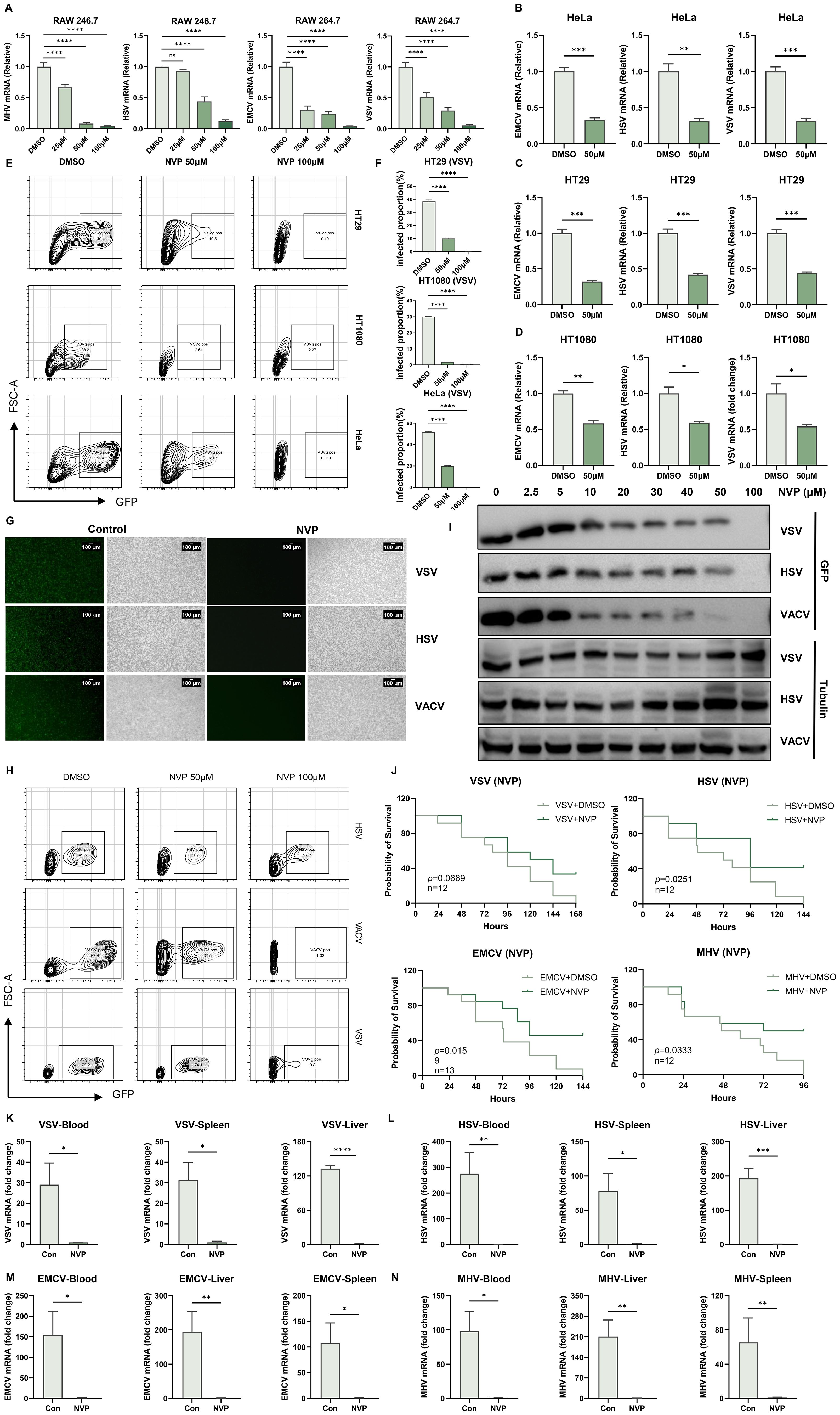 A series of graphs and flow cytometry plots illustrating the effects of DMSO and NVP treatments on mRNA levels and infection rates in various cell lines. Bar charts display relative mRNA quantities of different viruses under various conditions, highlighting significant differences with asterisks. Flow cytometry plots show infected cell proportions under different treatments. Microscopy images compare control and NVP-treated cells. Western blots demonstrate protein expression levels for VSV, HSV, and VACV. Survival probability graphs for viral infections under NVP treatment are depicted with p-values. Quantitative graphs indicate fold changes in viral mRNA across different tissues.